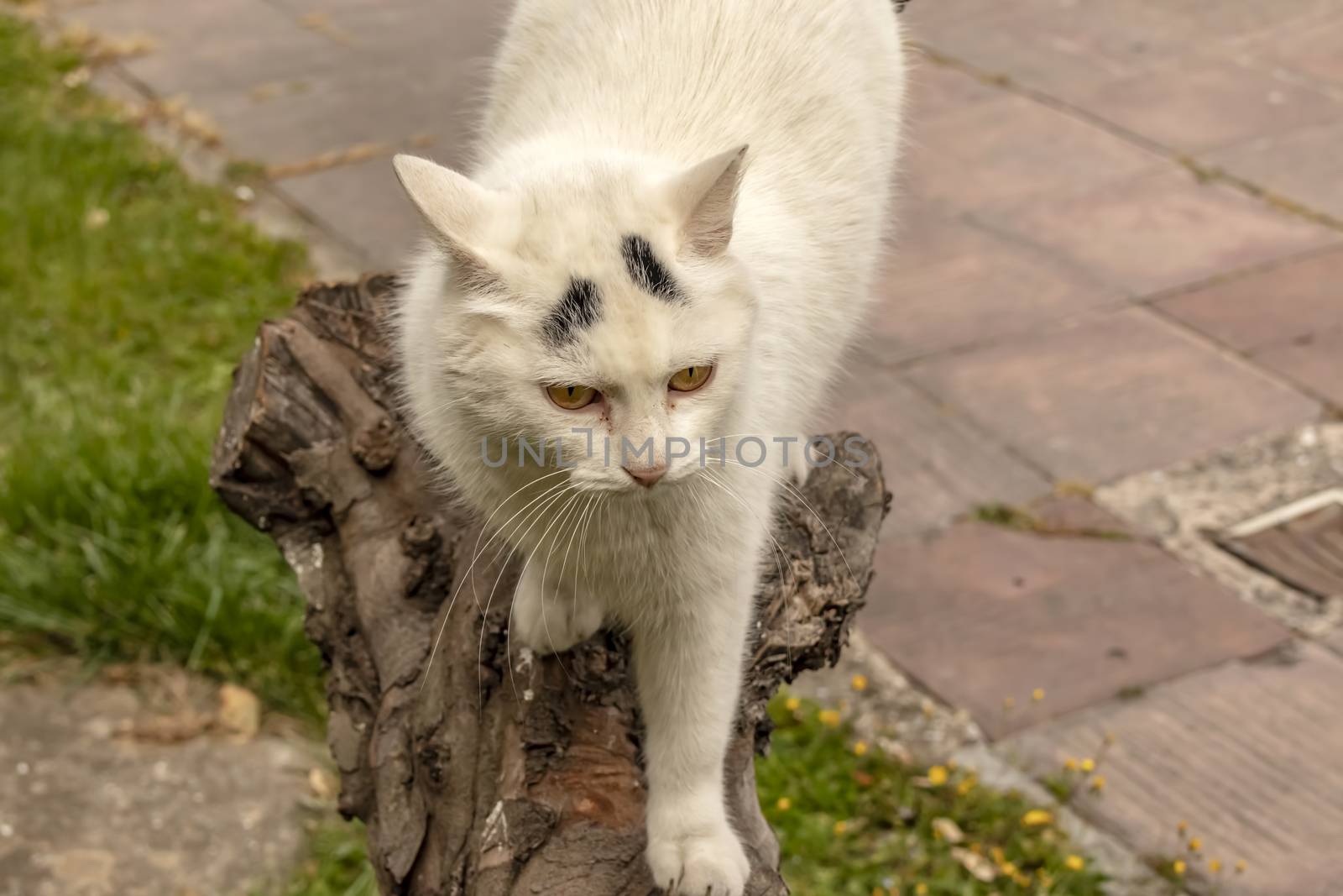 our lovely friends in nature are cats