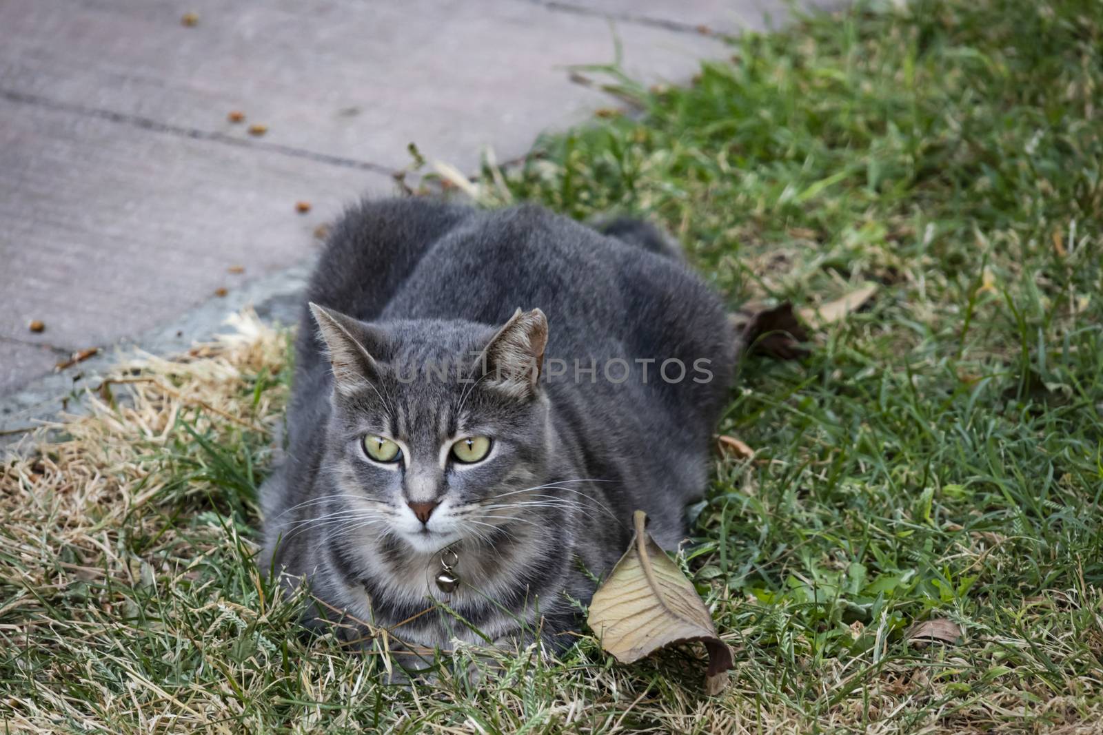 our lovely friends in nature are cats by yilmazsavaskandag