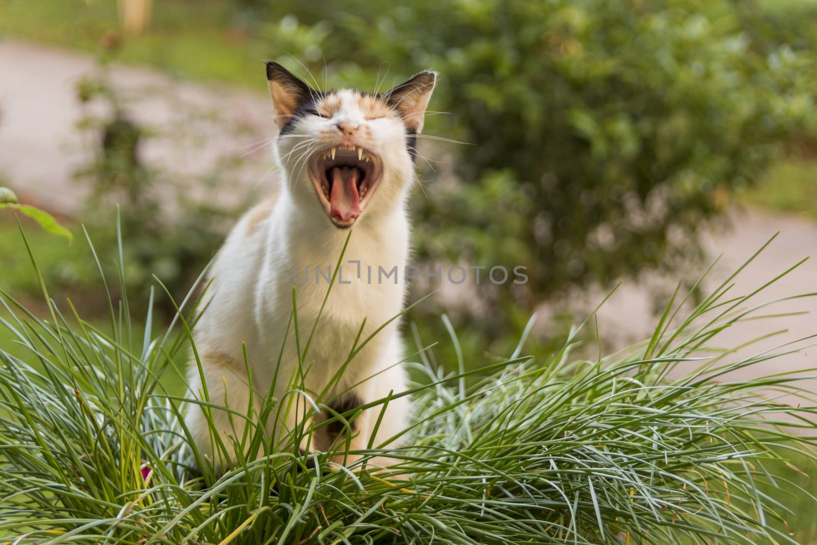 our lovely friends in nature are cats by yilmazsavaskandag