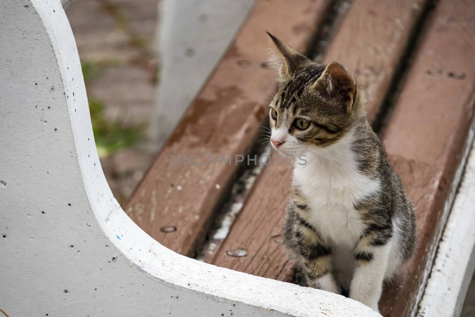 our lovely friends in nature are cats by yilmazsavaskandag