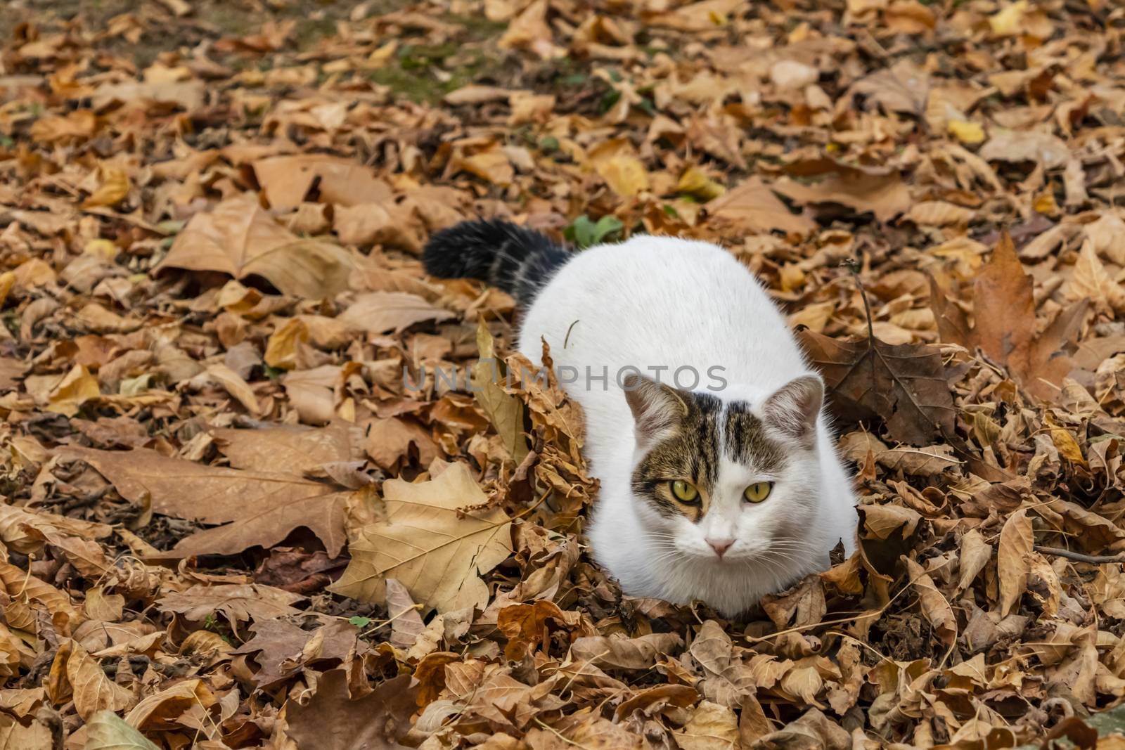 our lovely friends in nature are cats