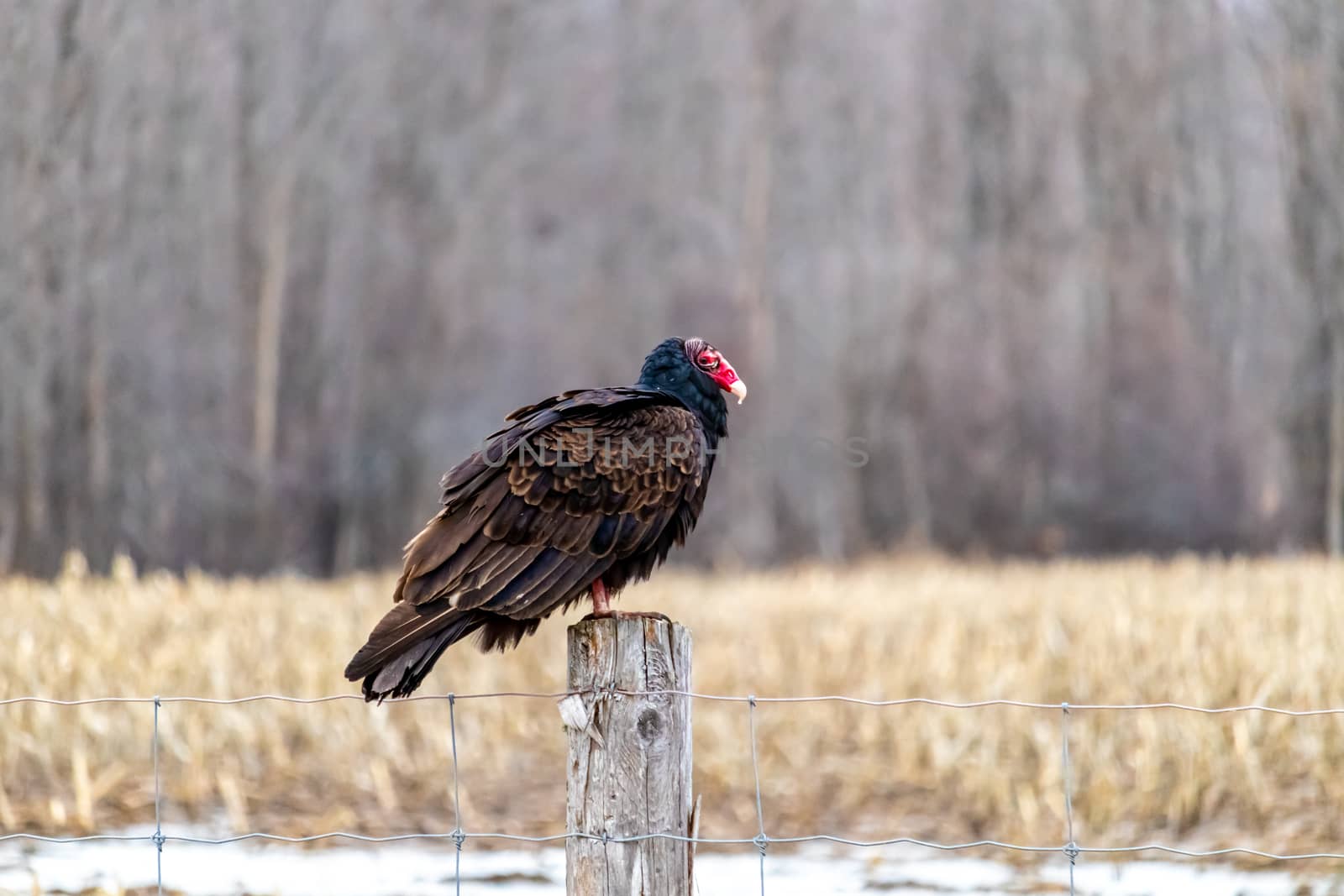 A wild turkey vulture, a scavenging bird in the family of New World vultures, is perched on top of a wooden fencepost before a field and trees.