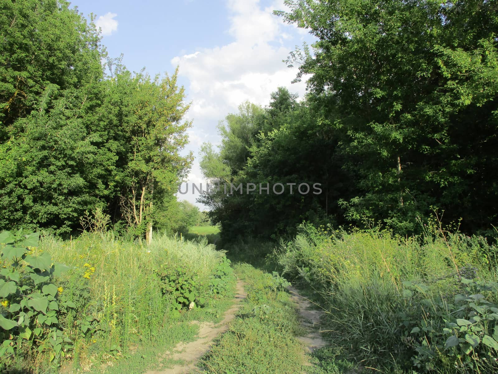 Photo of the country road to the field through the forest, sunny summer day