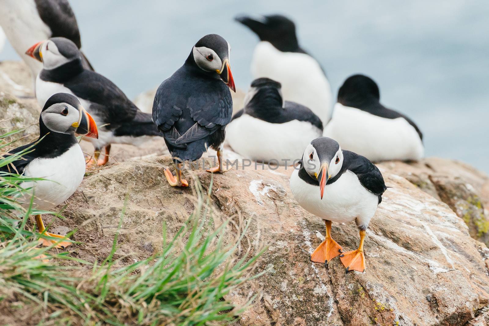 Atlantic Puffins standing on the cliffs of Skomer Island in Pembrokeshire West Wales. by tamas_gabor