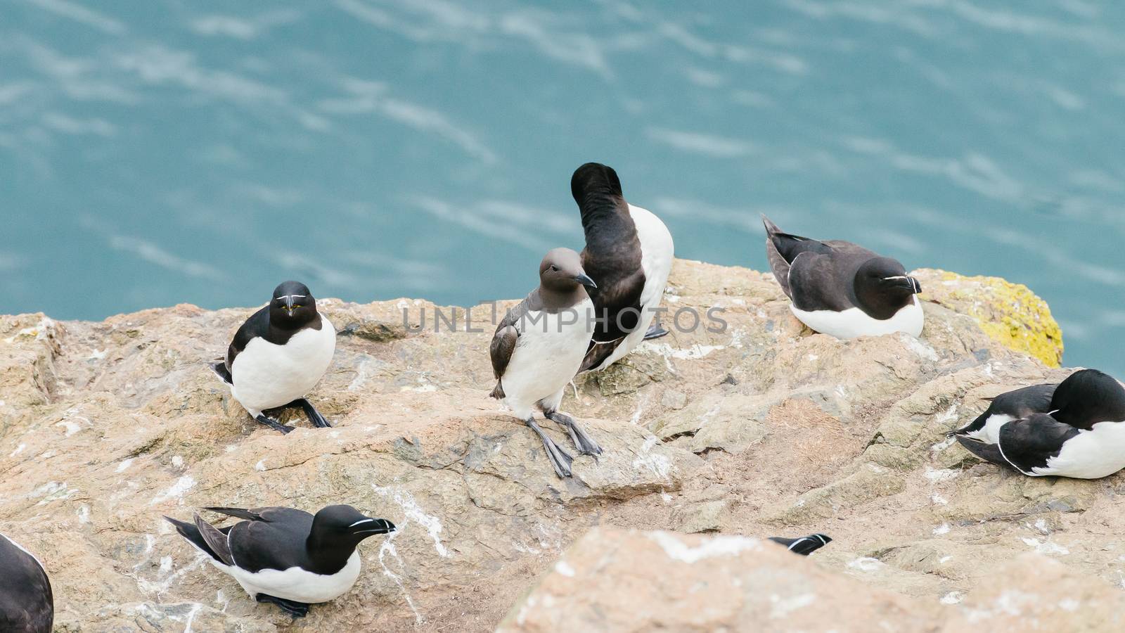 Group of seabirds standing on the cliffs of Skomer Island in Pembrokeshire, West Wales UK.