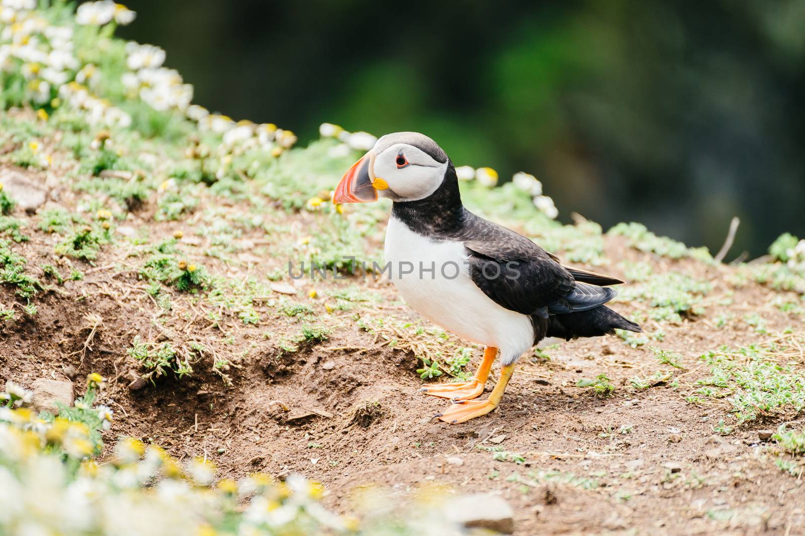 Atlantic Puffin standing on the cliffs of Skomer Island in Pembrokeshire, West Wales - side view. by tamas_gabor