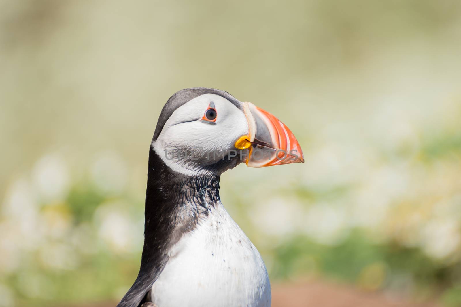 Atlantic Puffins standing alone on a chamomile field on Skomer Island in Pembrokeshire, West Wales - side view. by tamas_gabor