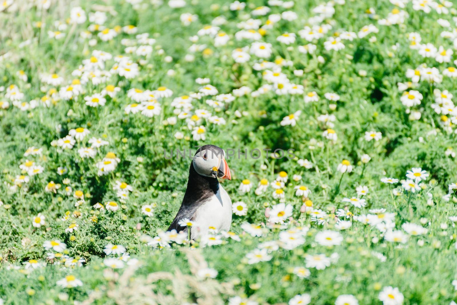 Atlantic Puffins standing in the middle of a chamomile field on Skomer Island in Pembrokeshire West Wales. by tamas_gabor