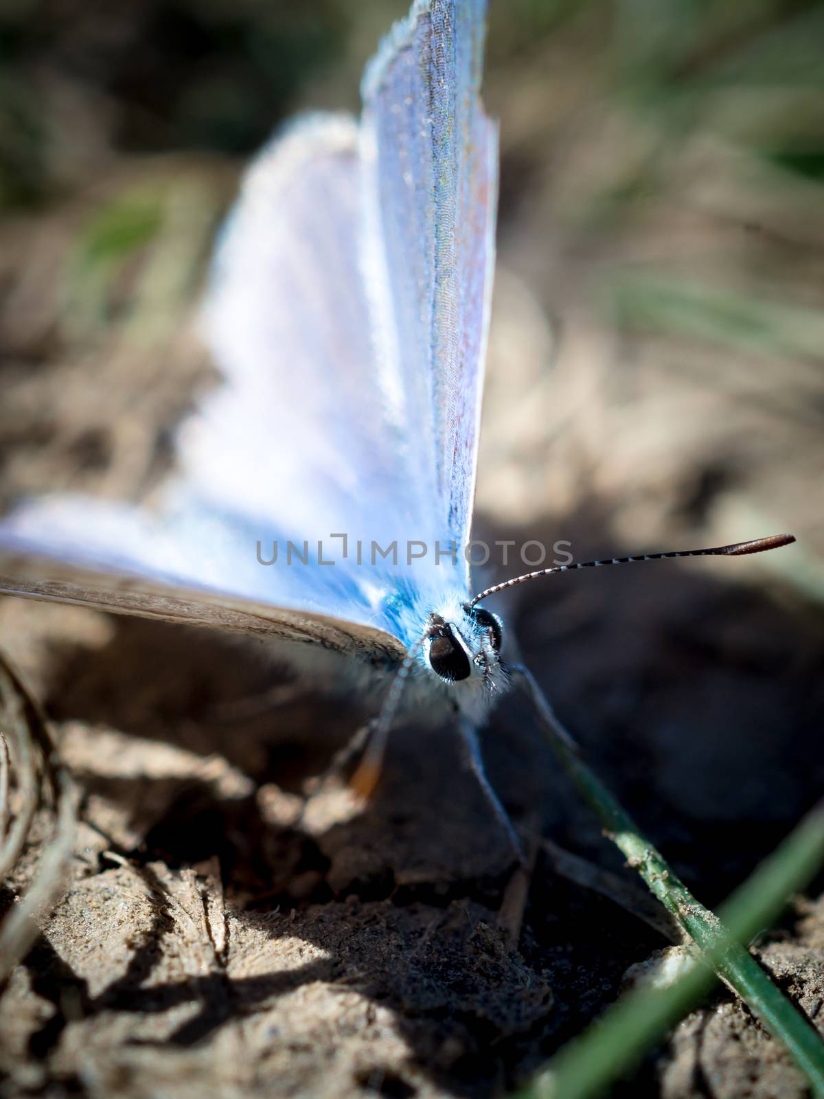 Male western tailed-blue butterfly resting on the ground with blurred background. by tamas_gabor