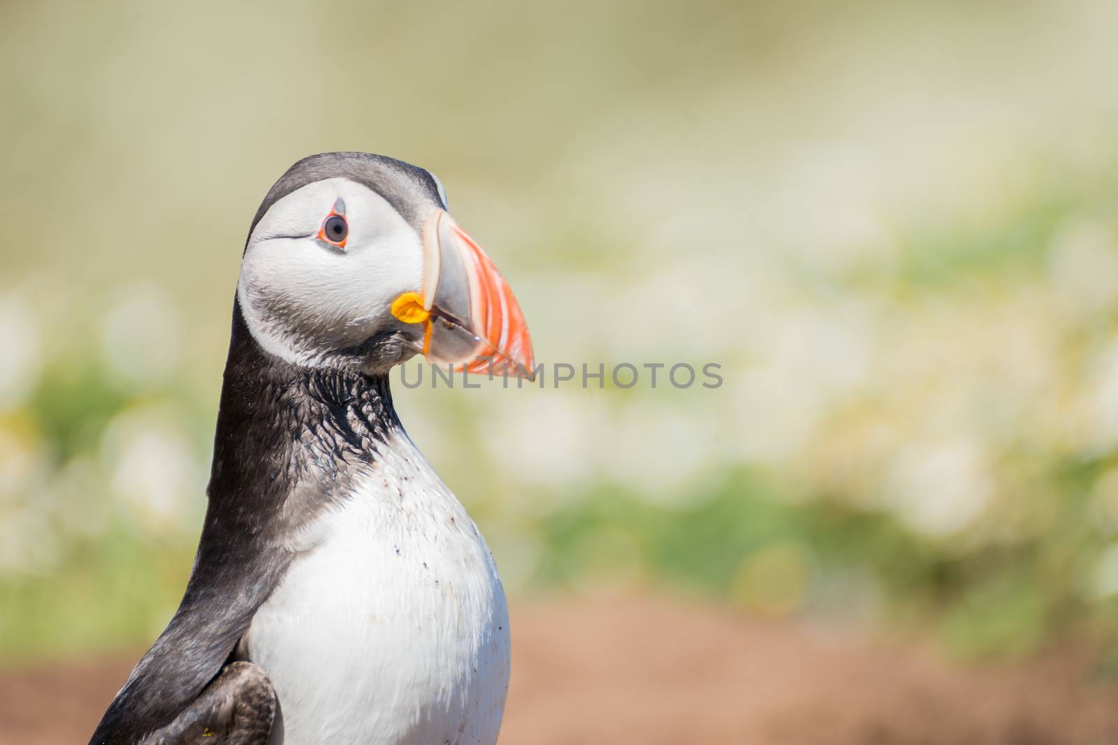 Atlantic Puffin standing alone on a chamomile field on Skomer Island in Pembrokeshire, West Wales UK - side view.