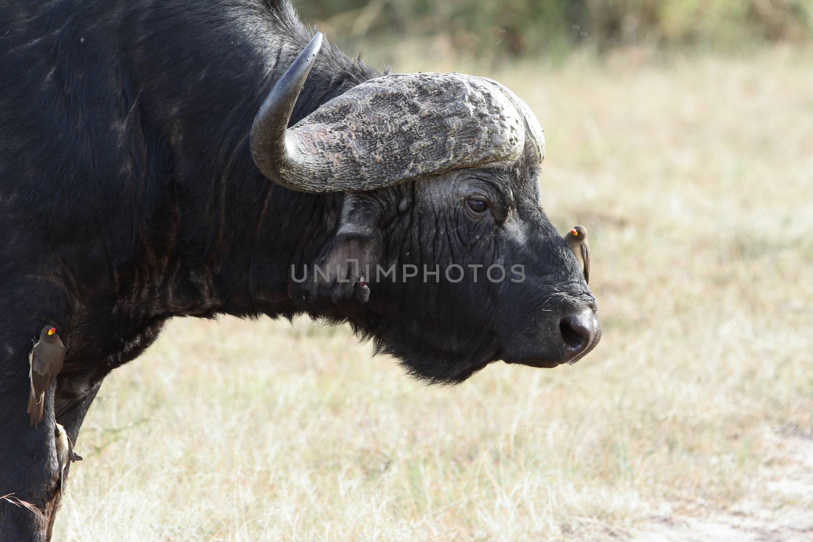 Cape buffalo in the wilderness by ozkanzozmen