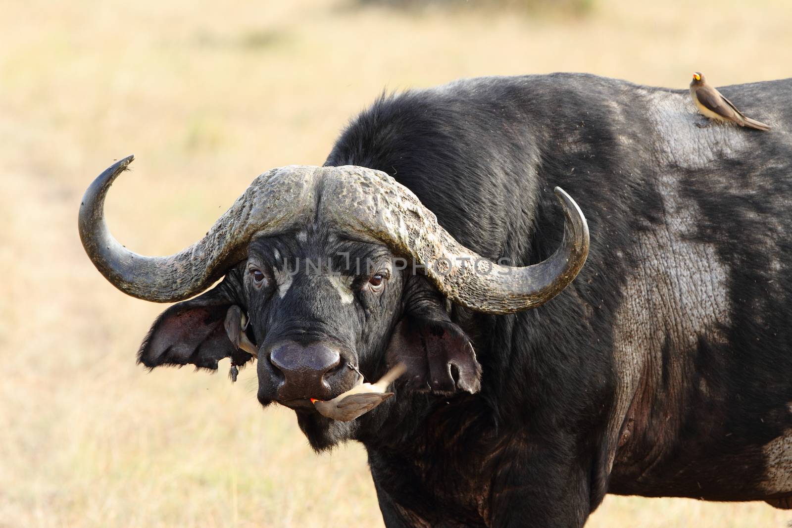 Cape buffalo in the wilderness by ozkanzozmen