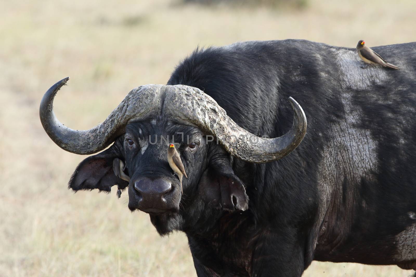 Cape buffalo in the wilderness of Africa