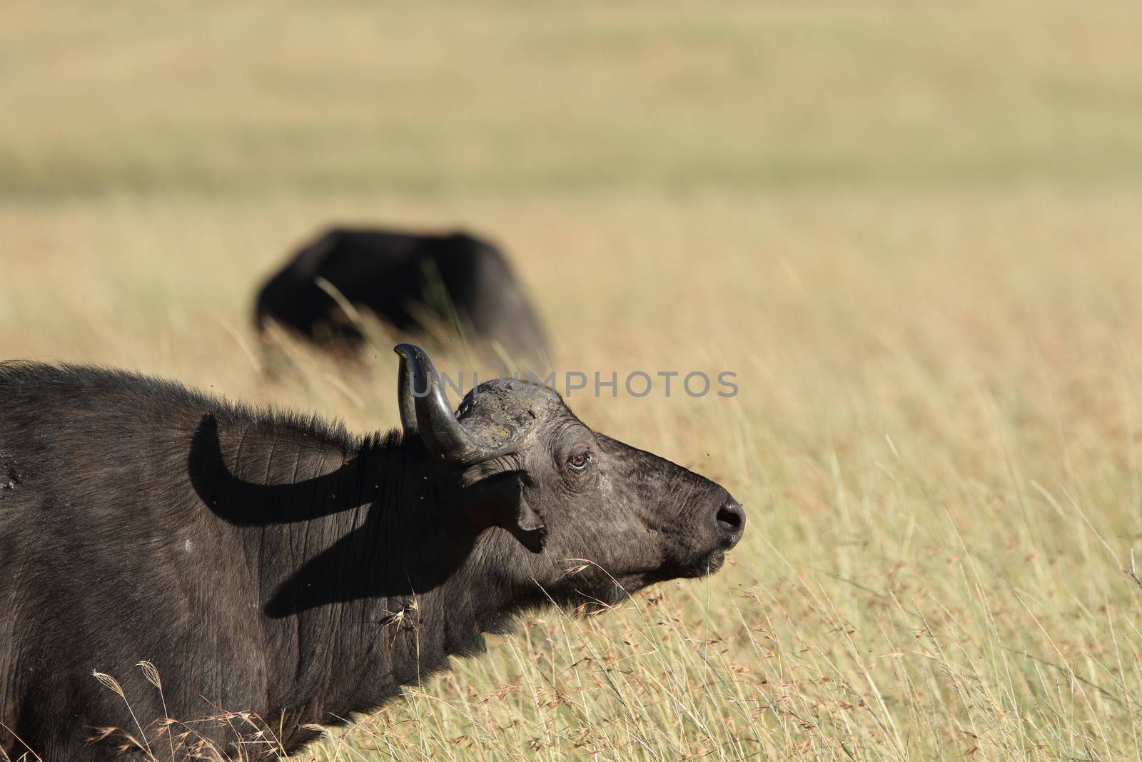 Cape buffalo in the wilderness of Africa