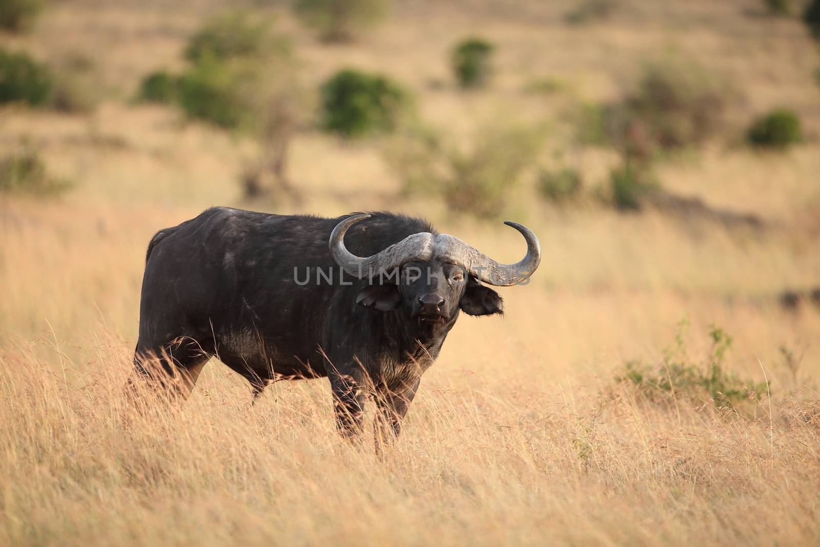 Cape buffalo in the wilderness of Africa