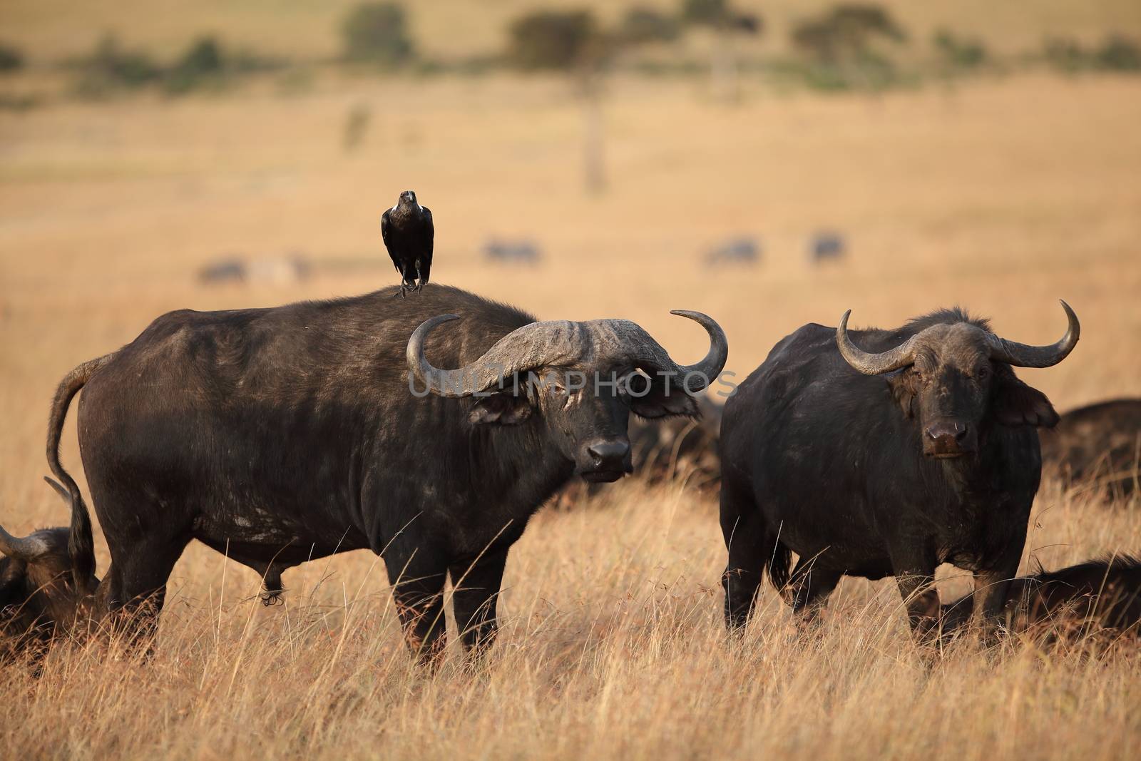 Cape buffalo in the wilderness of Africa