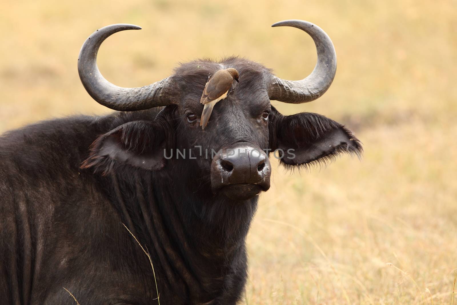 Cape buffalo in the wilderness by ozkanzozmen