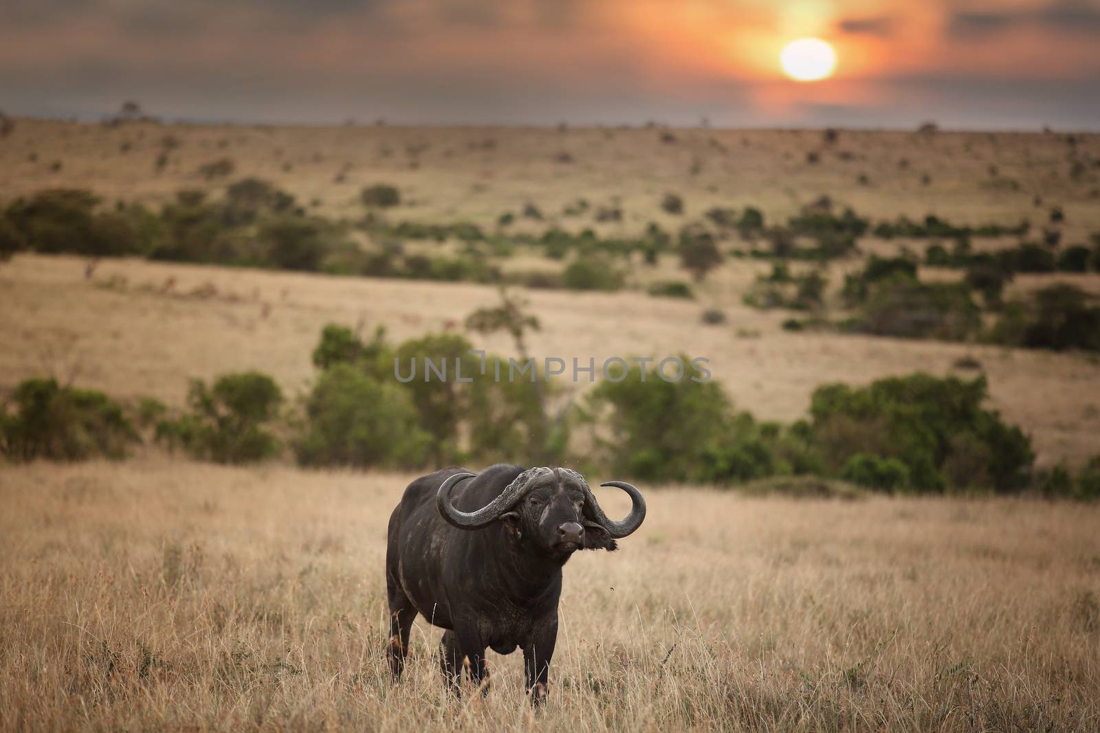 Cape buffalo in the wilderness by ozkanzozmen
