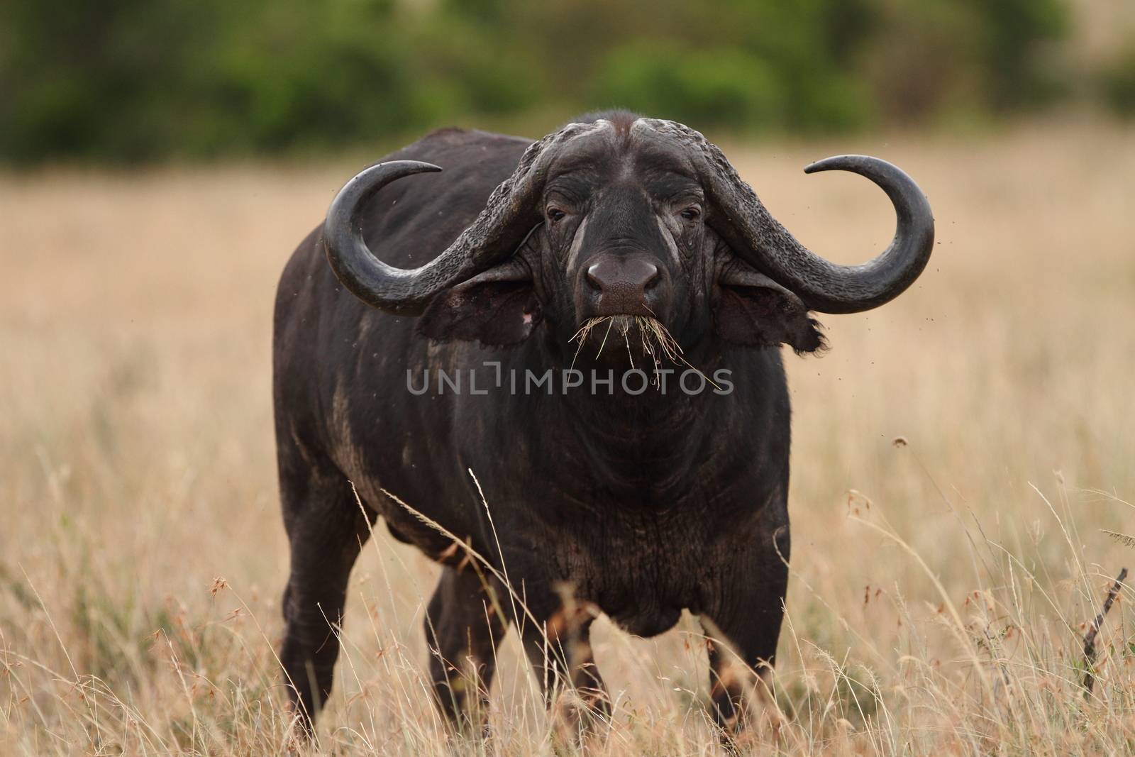 Cape buffalo in the wilderness of Africa