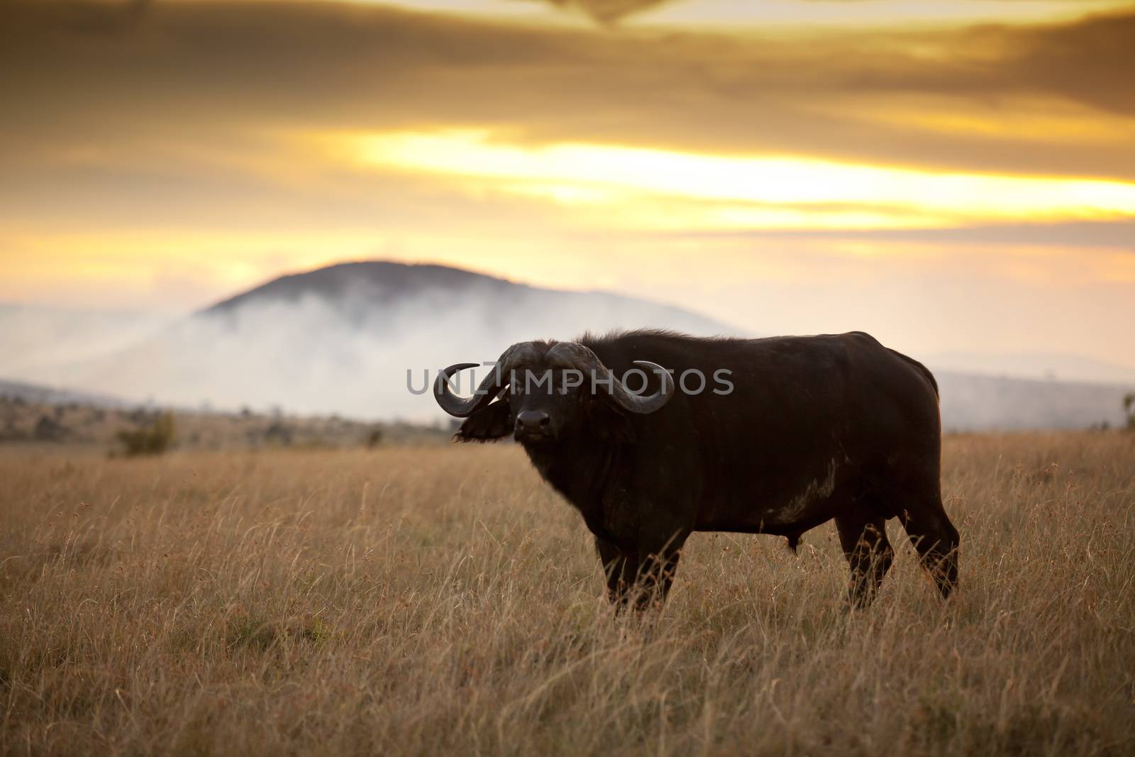 Cape buffalo in the wilderness of Africa