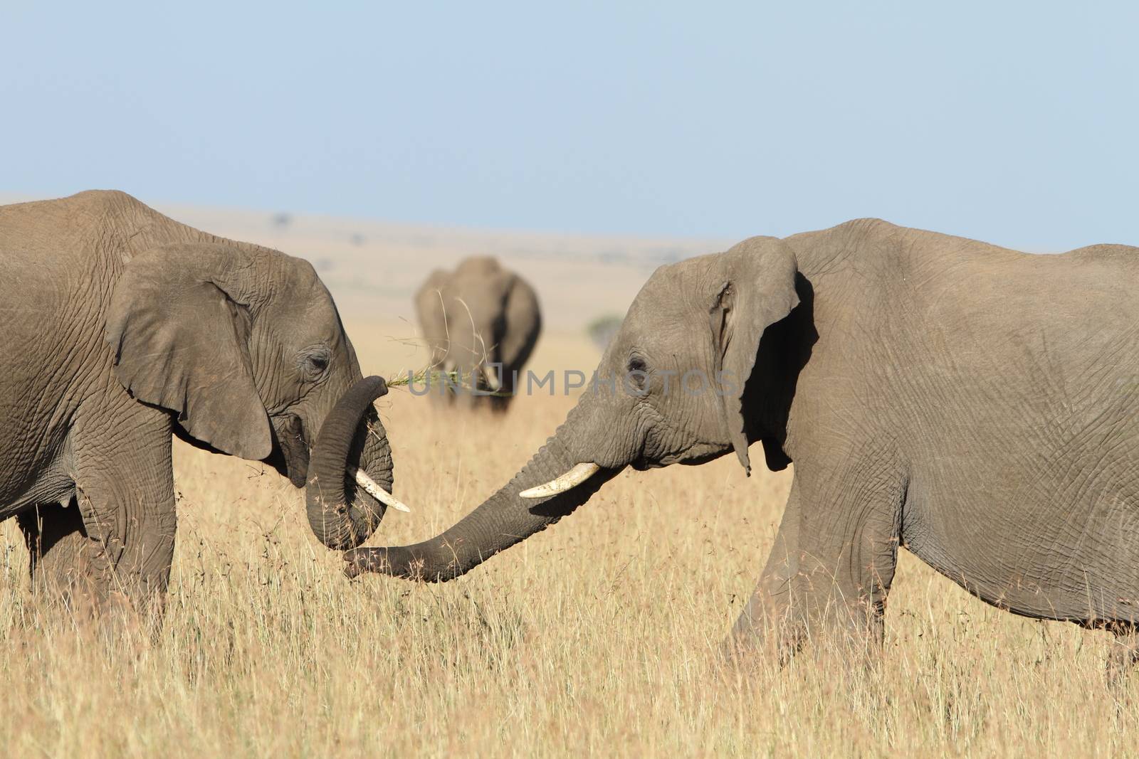 Elephant in the wilderness by ozkanzozmen