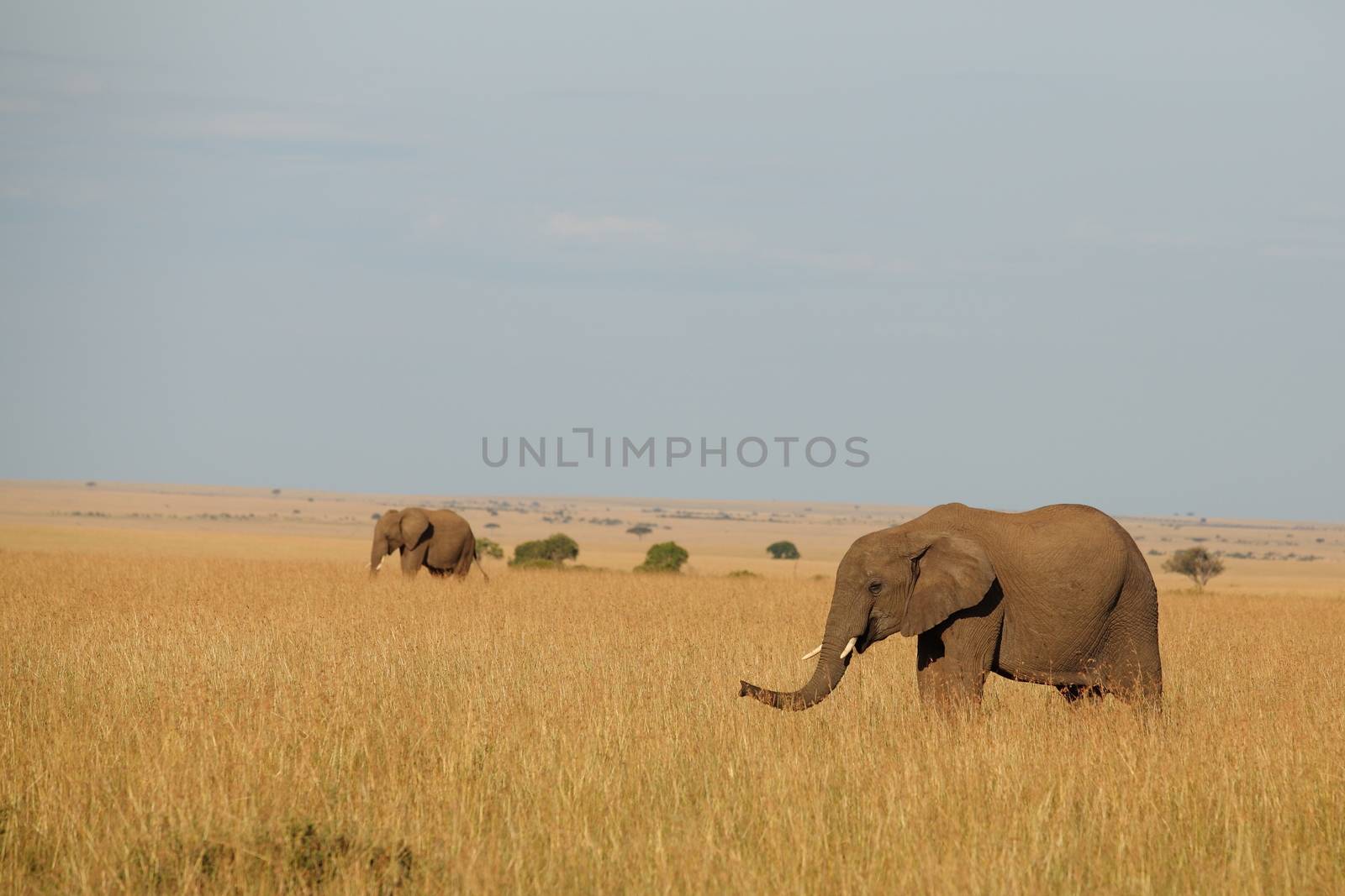 Elephant in the wilderness by ozkanzozmen