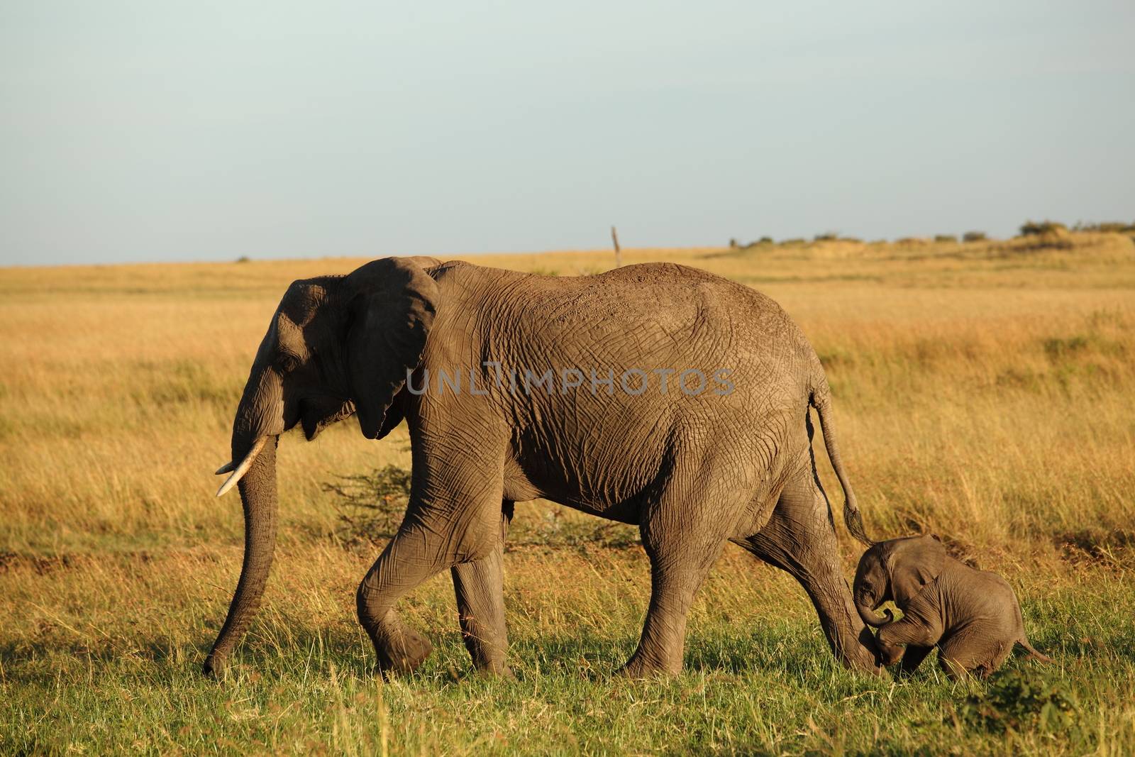 Elephant in the wilderness by ozkanzozmen