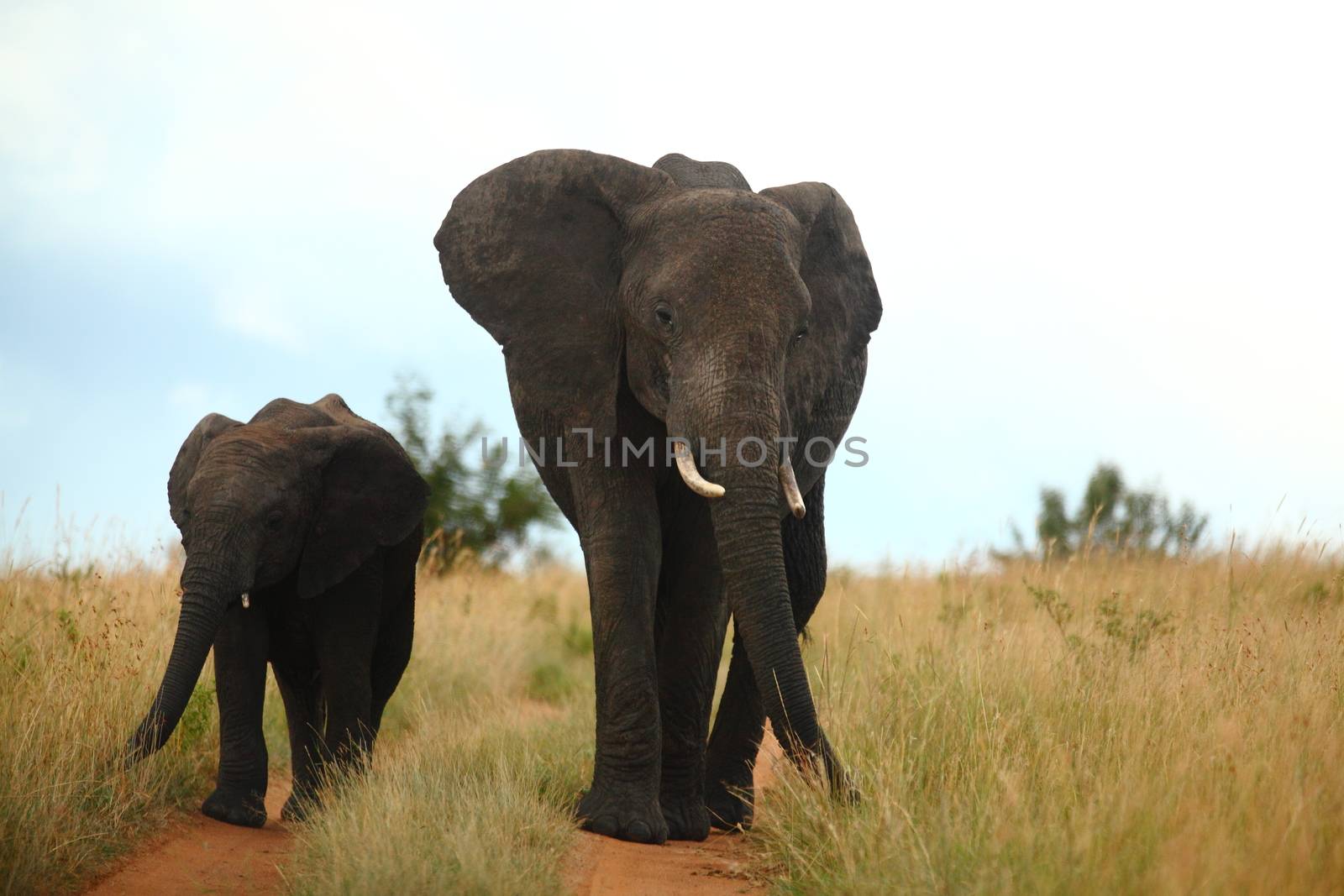 Elephant in the wilderness by ozkanzozmen