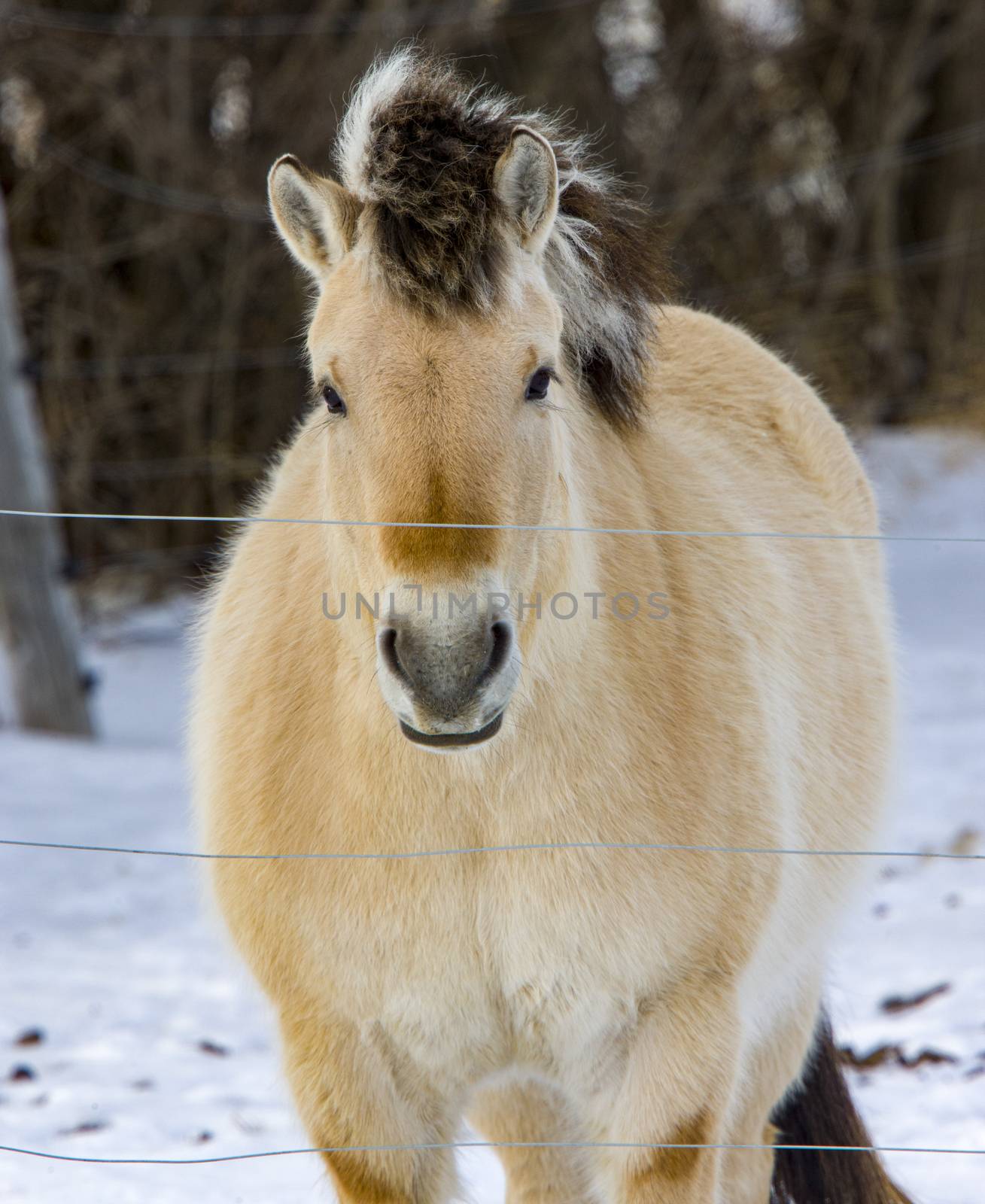 Lupine Horse Canada in winter close up Saskatchewan