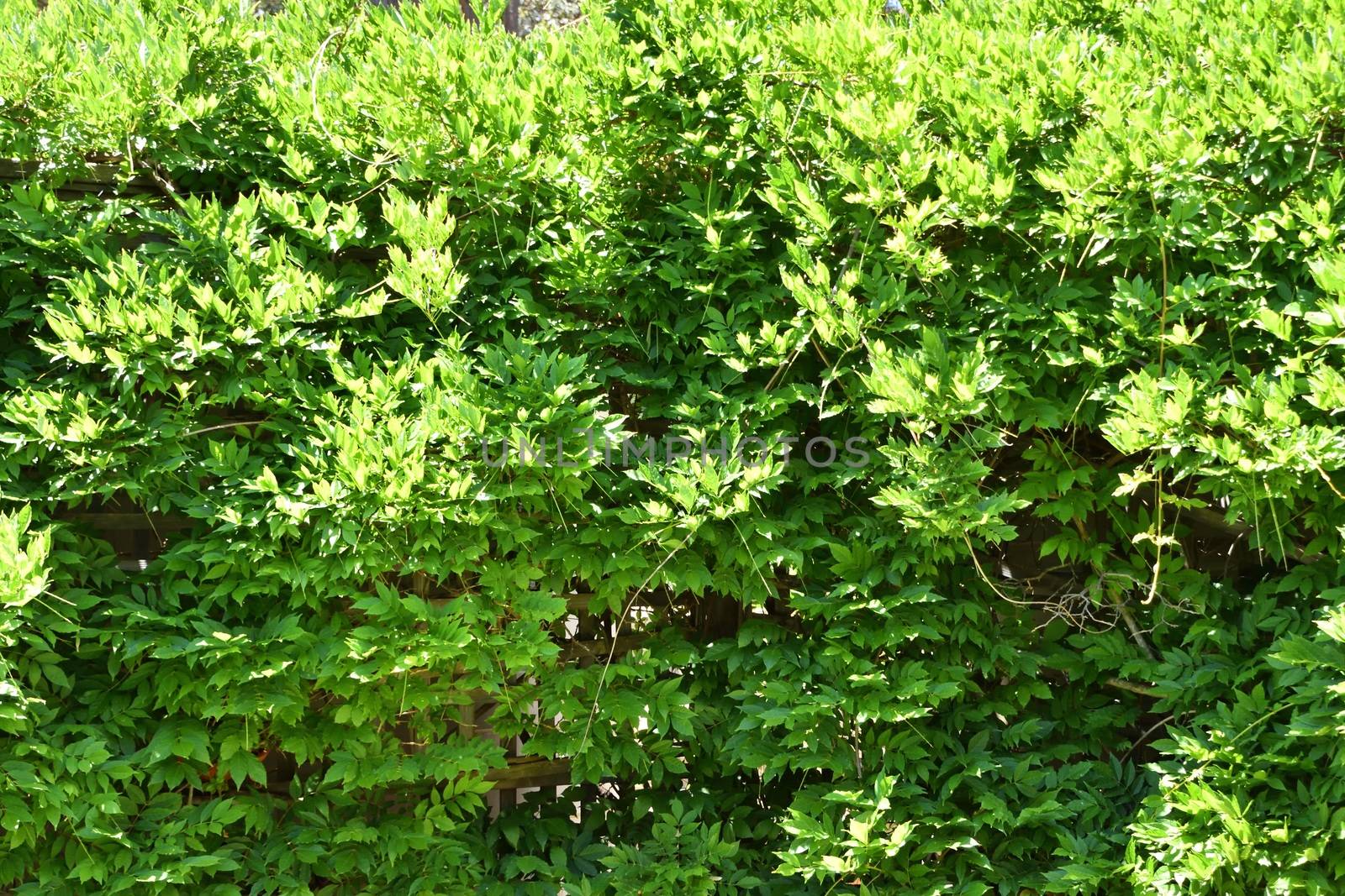 A large hedge of wisteria