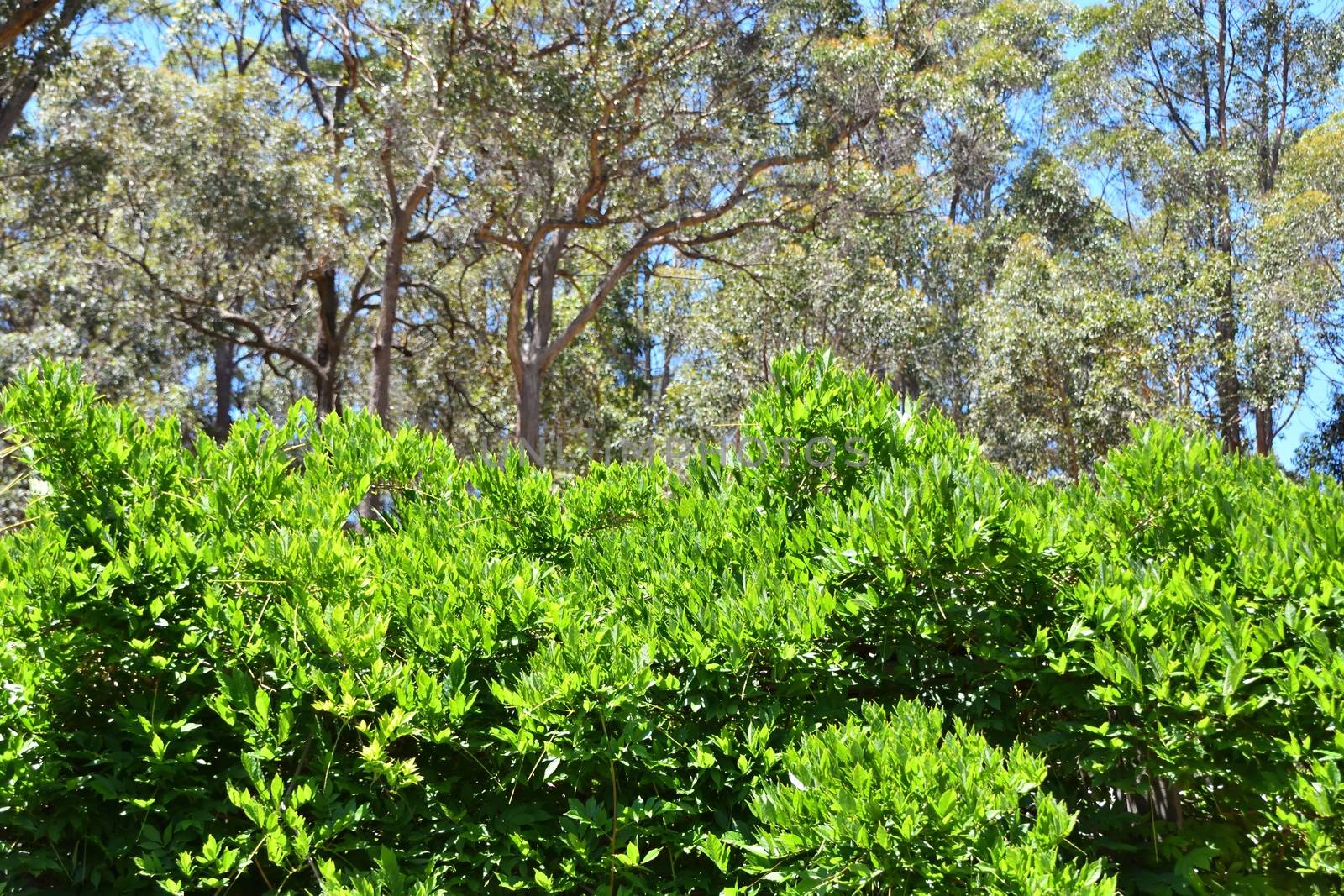 A large hedge of wisteria