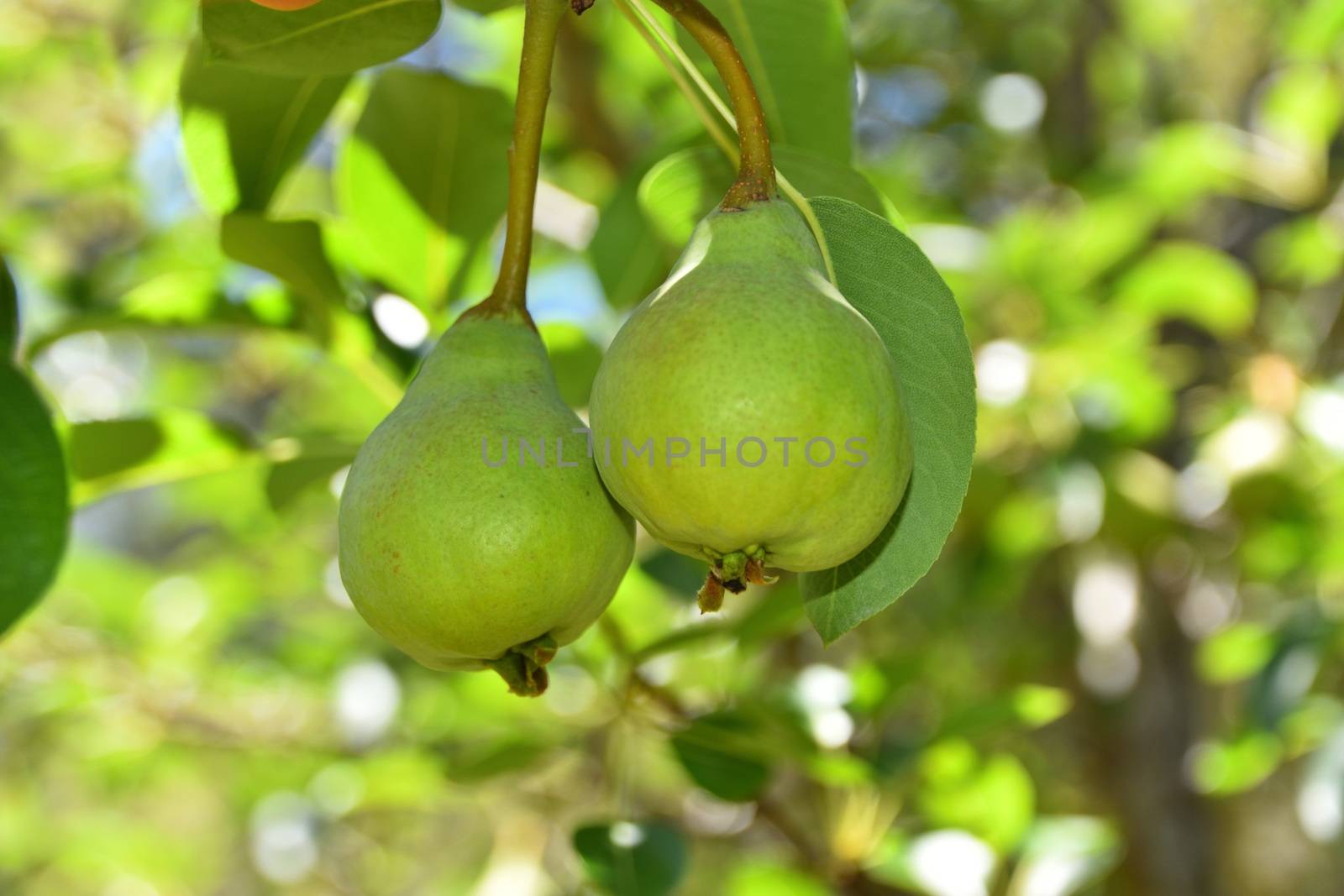 Two pears growing on a pear tree