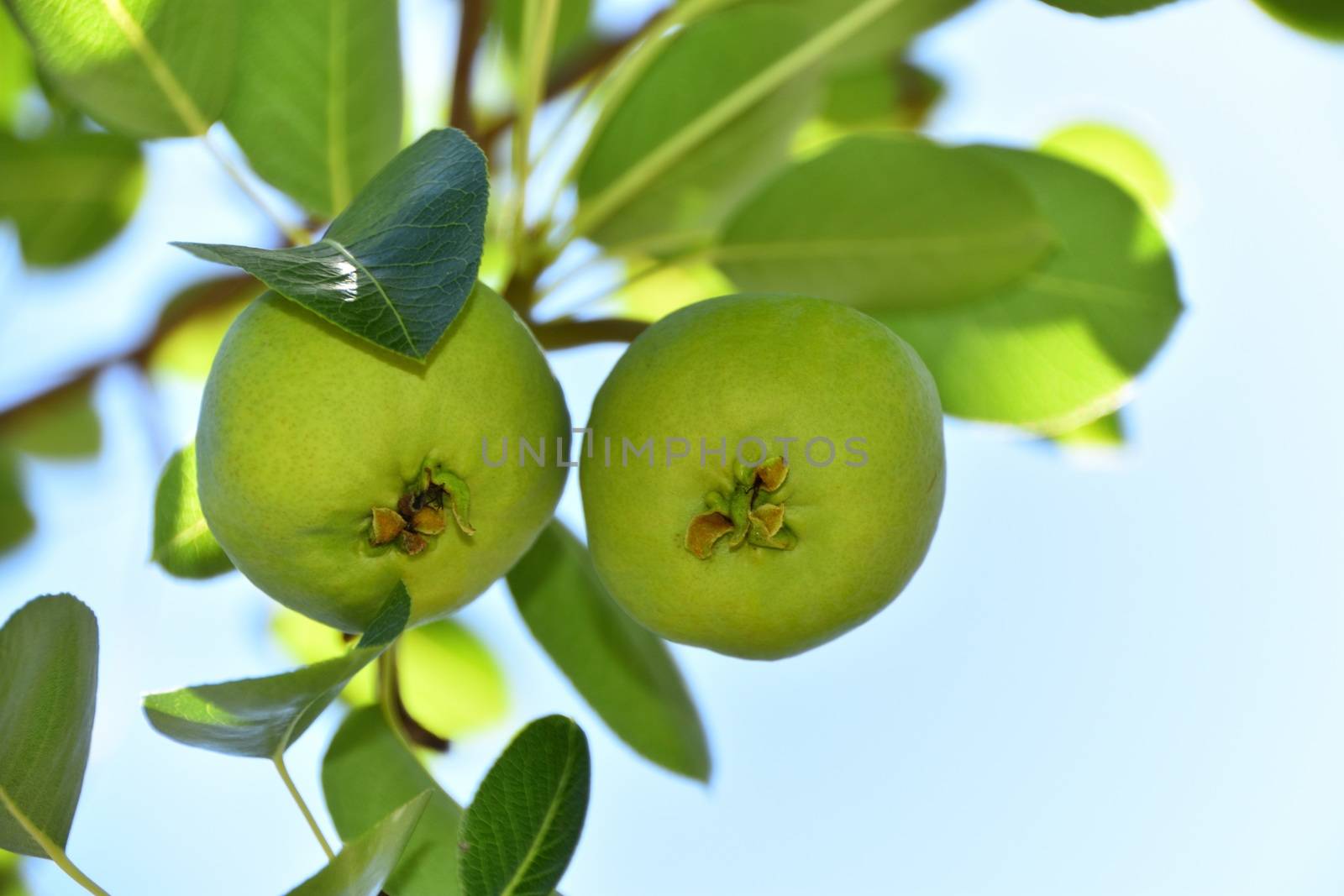 Two pears growing on a pear tree