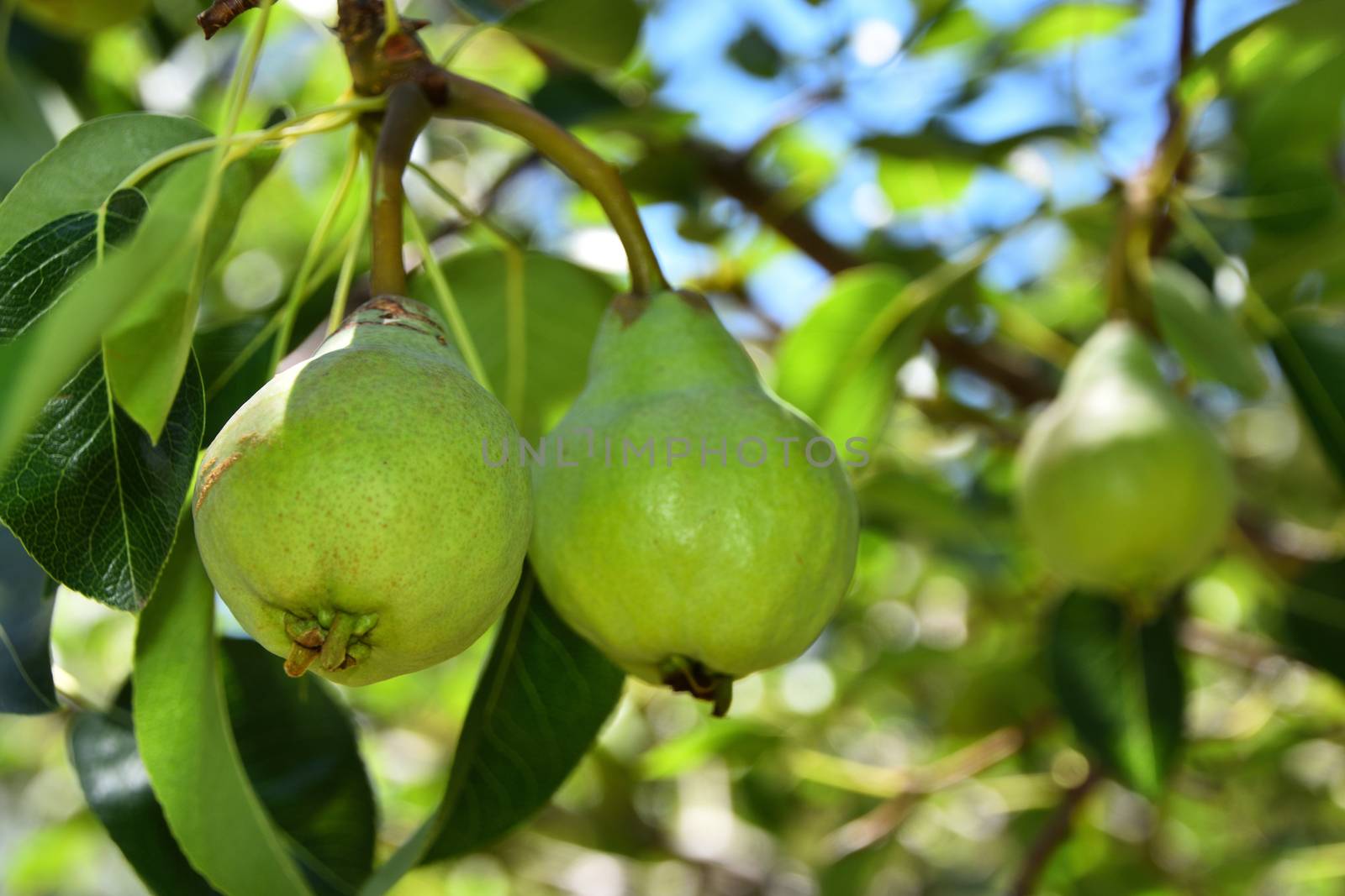 Two pears growing on a pear tree