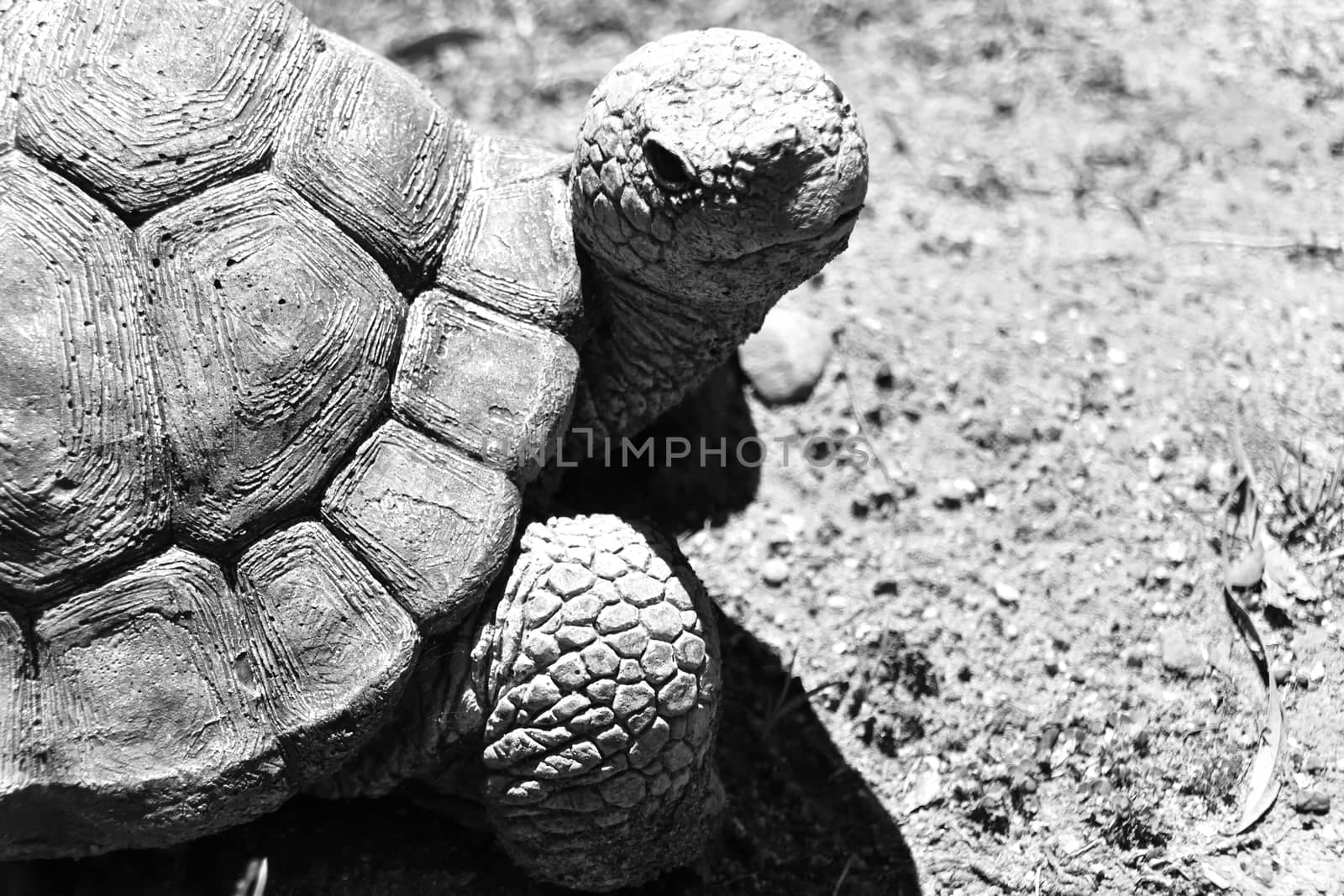 Tortoise Statue in Grey scale