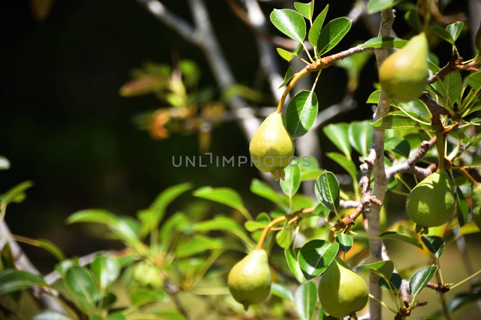 Two pears growing on a pear tree