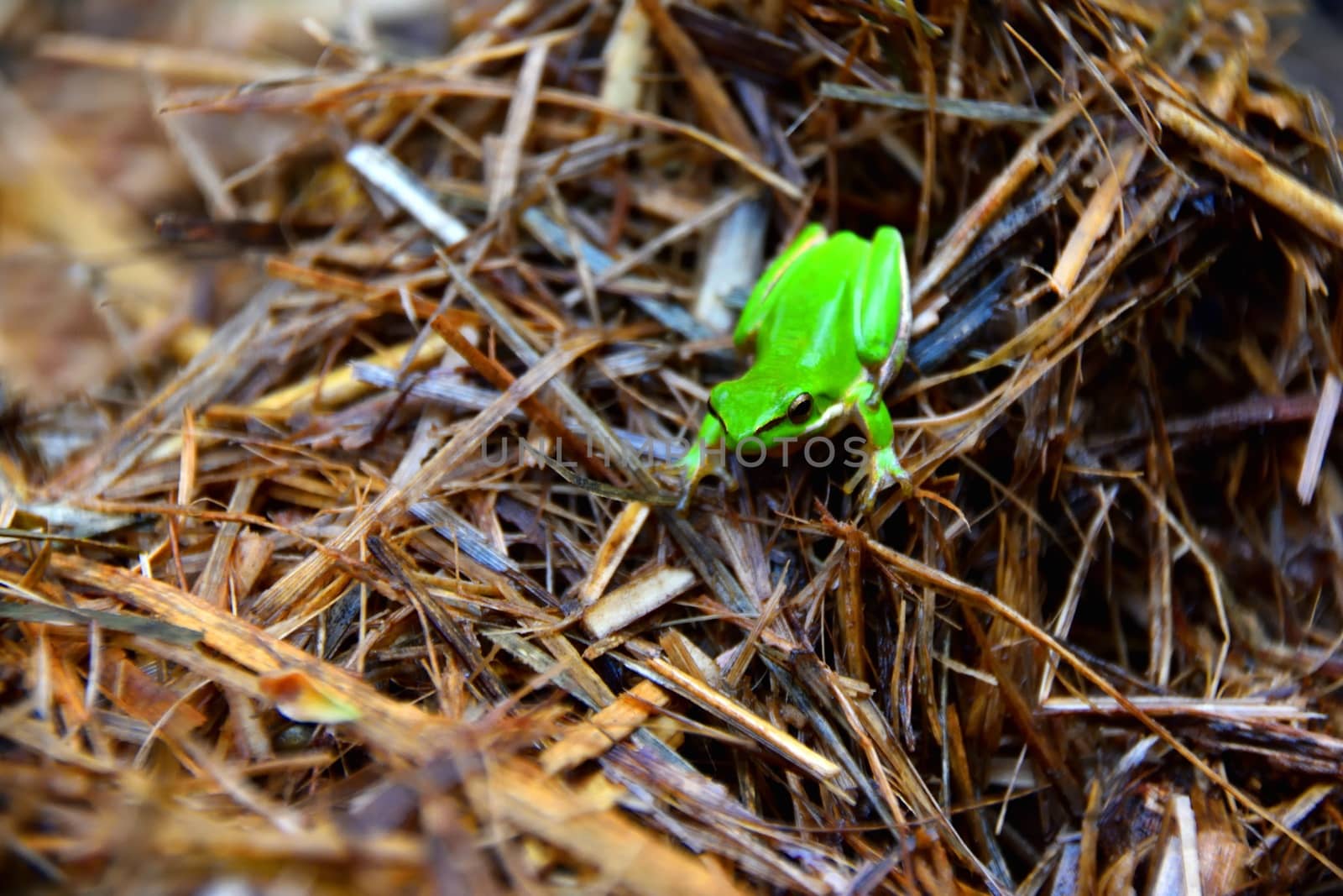 A green Eastern Dwarf Tree Frog sitting on sugarcane mulch