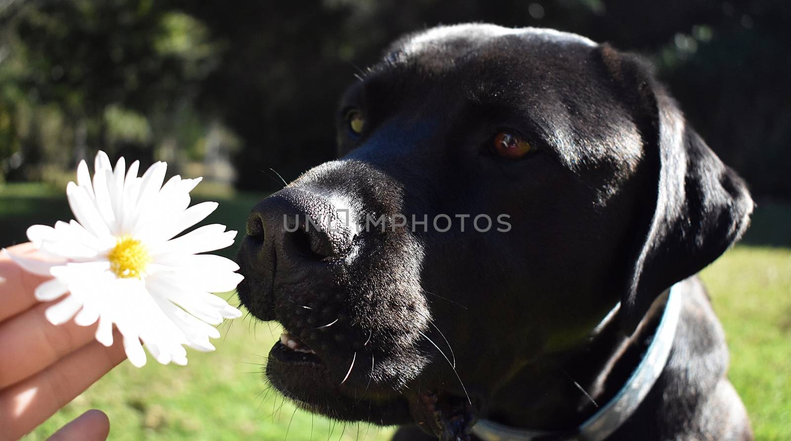 A black Labrador smelling a white daisy