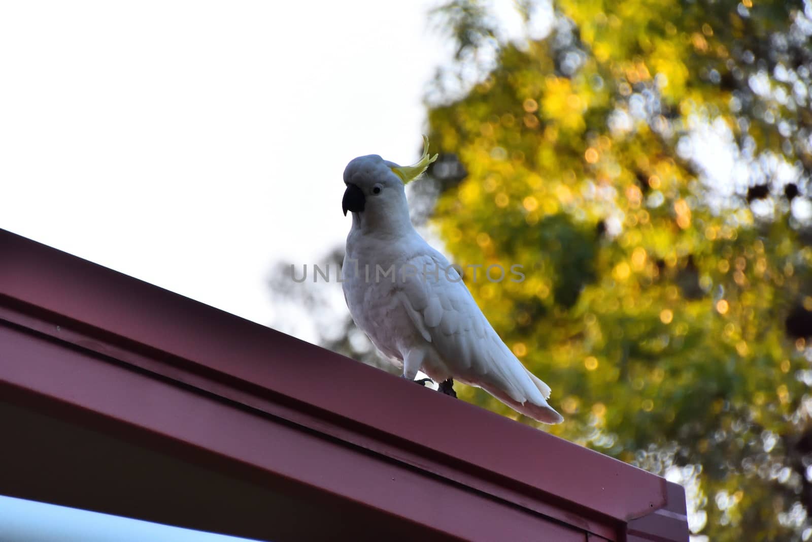 A wild cockatoo on a red roof