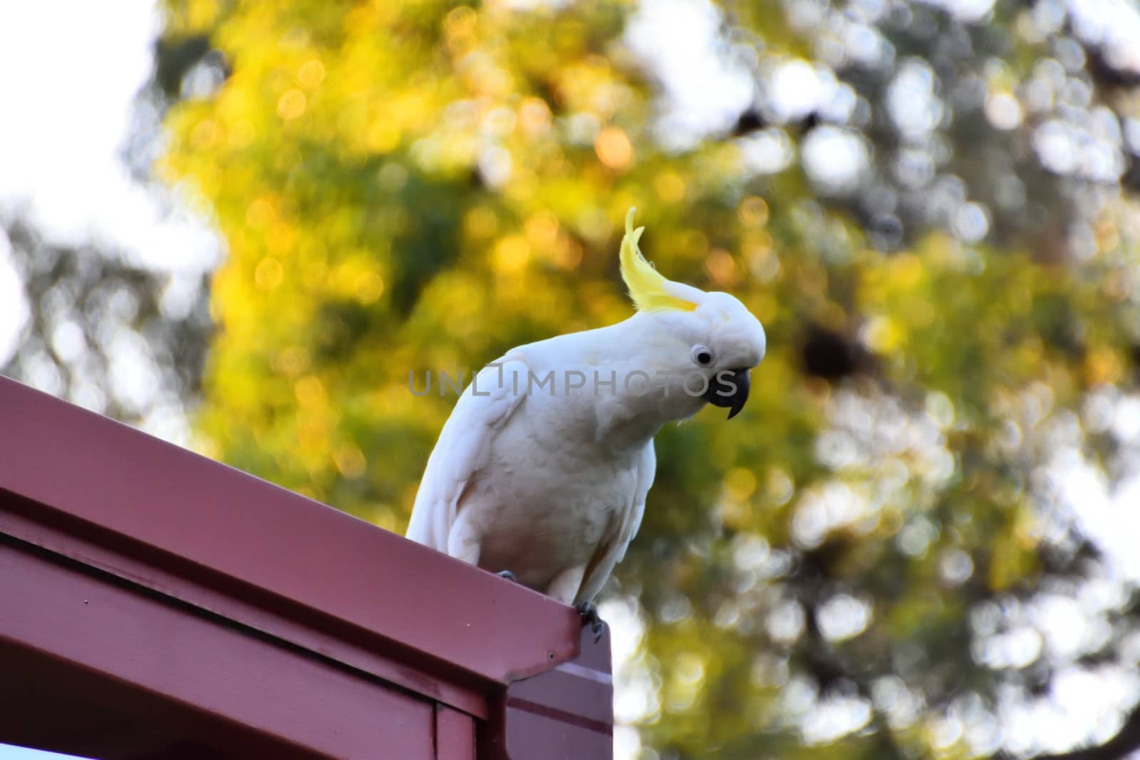 A wild cockatoo on a red roof