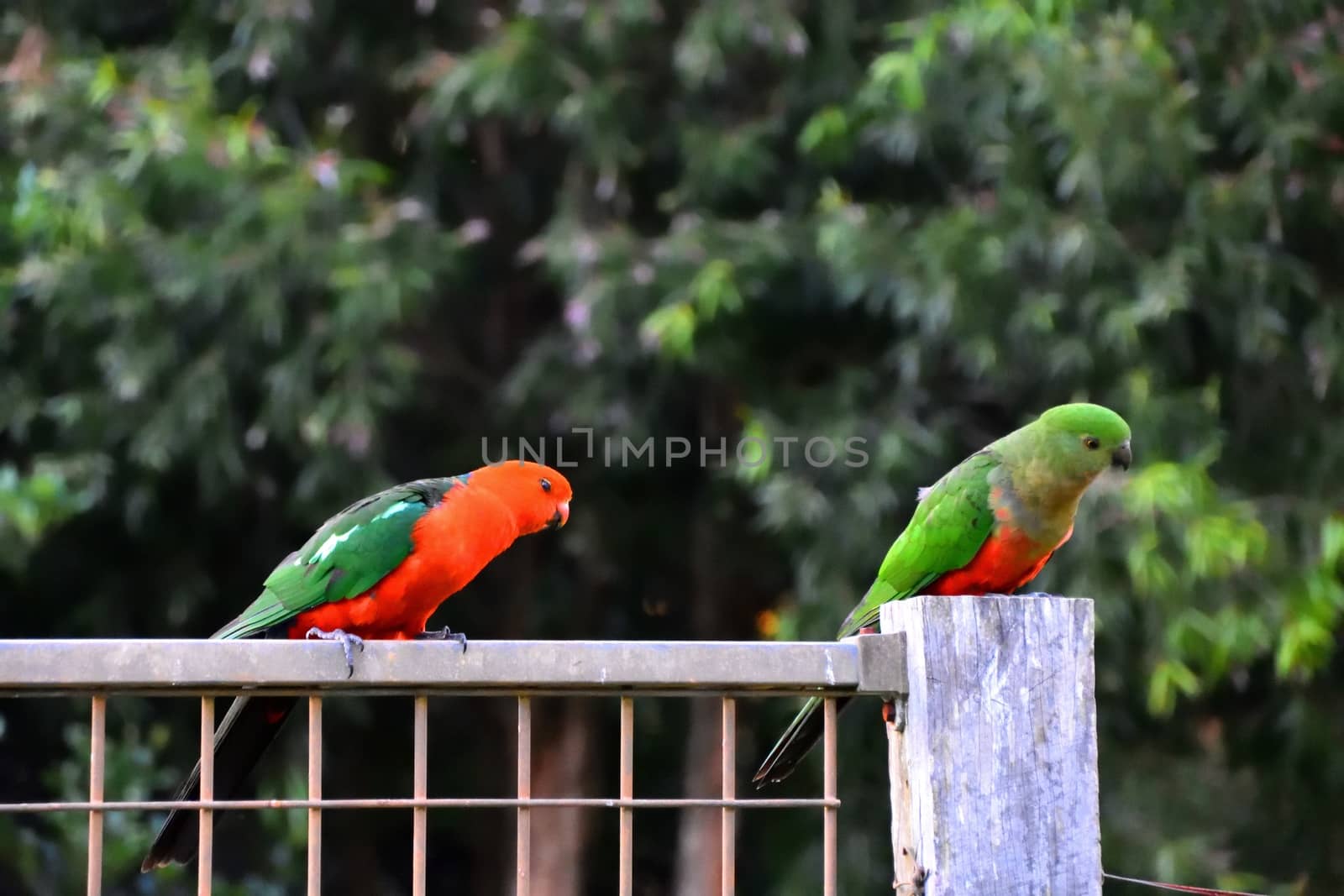 Two king parrots flirting with each other on a fence