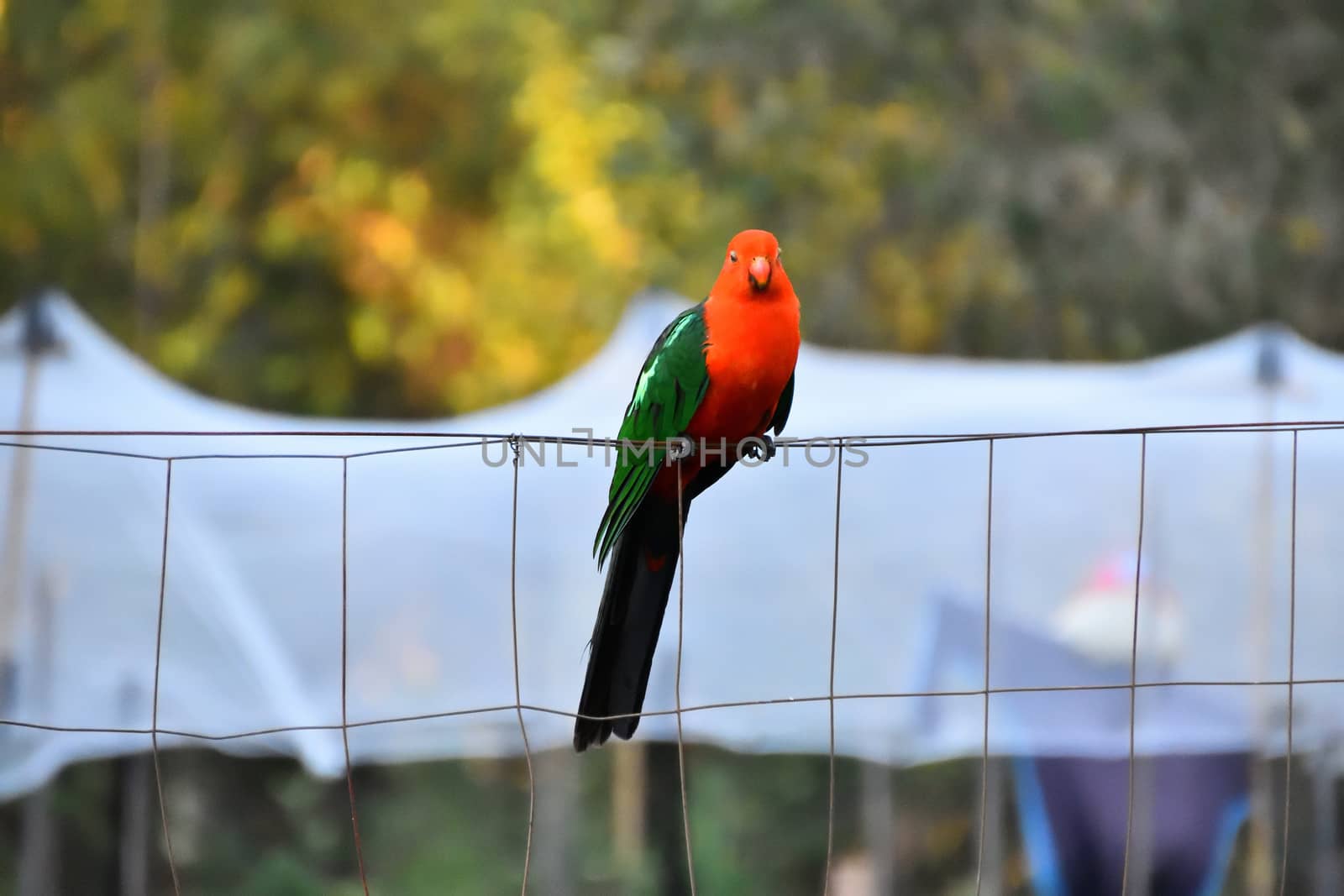 A male king parrot sitting on a fence in the rain