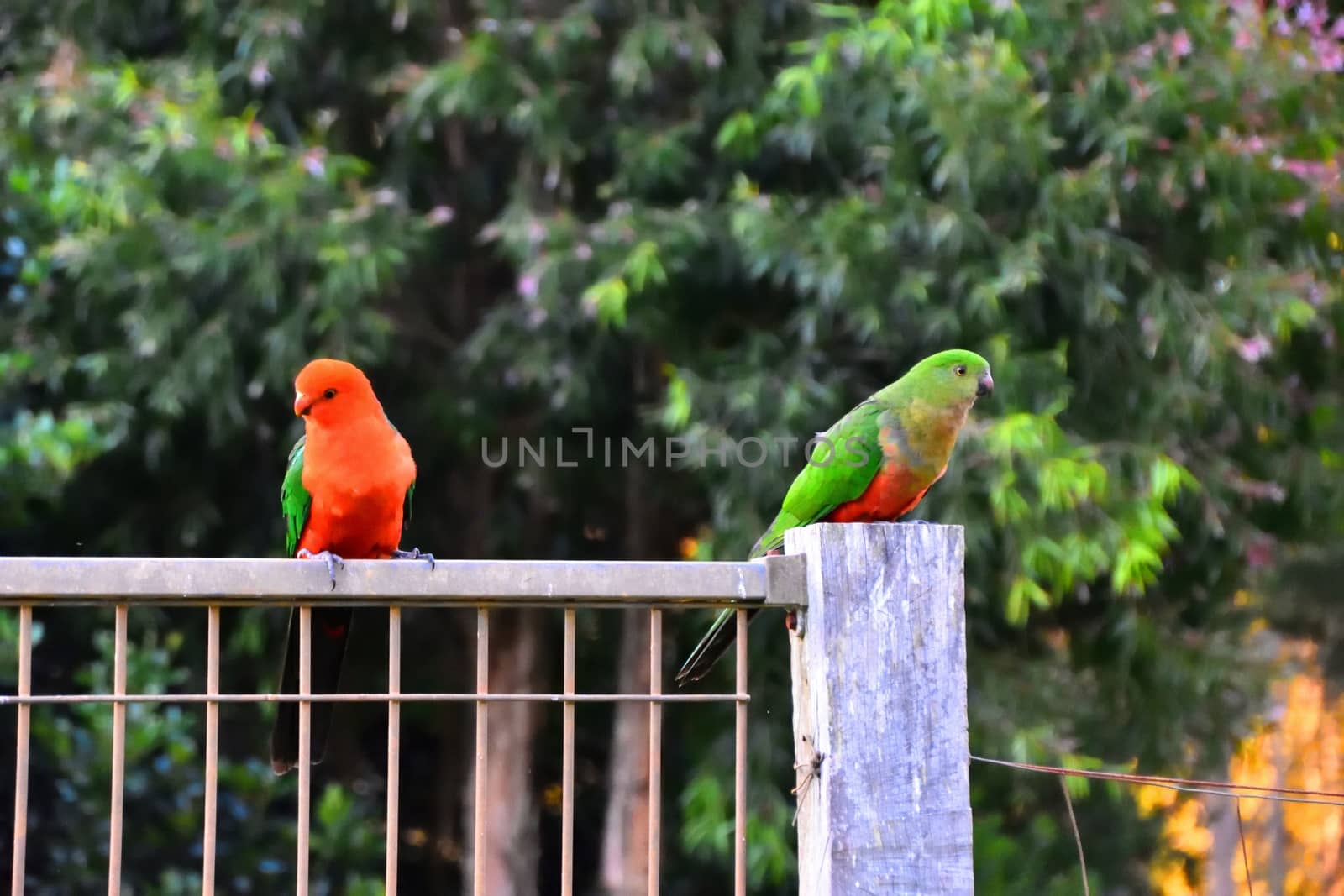 Two king parrots flirting with each other on a fence