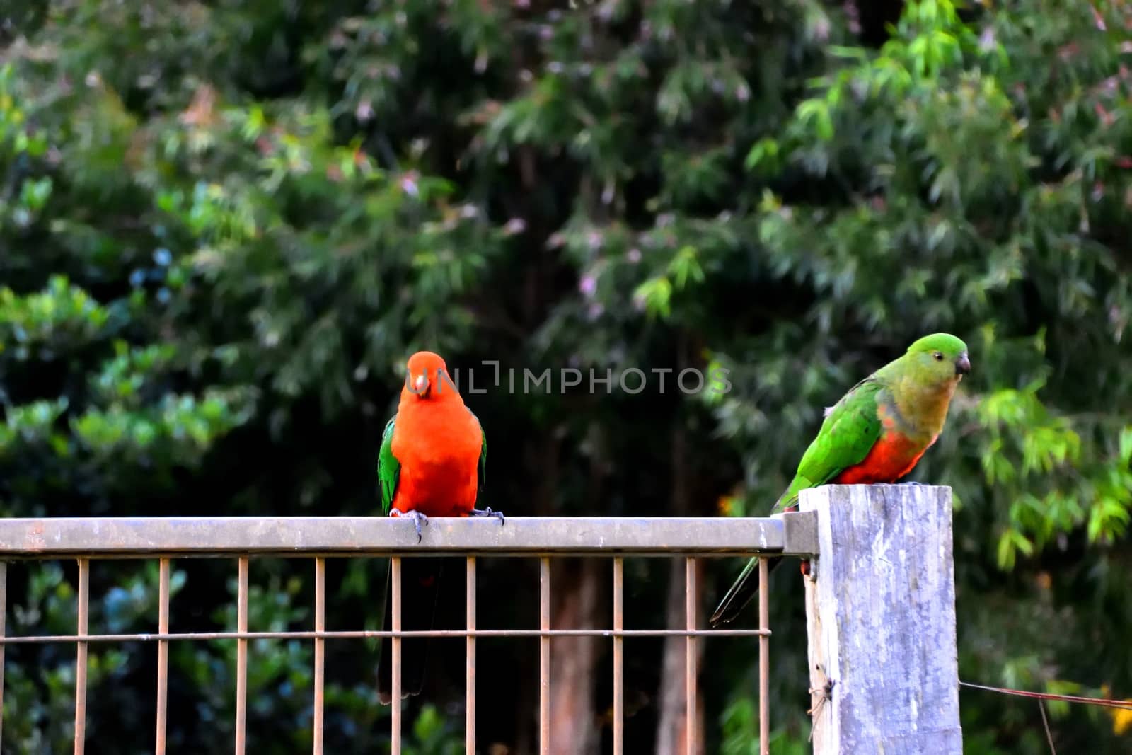 Two king parrots flirting with each other on a fence