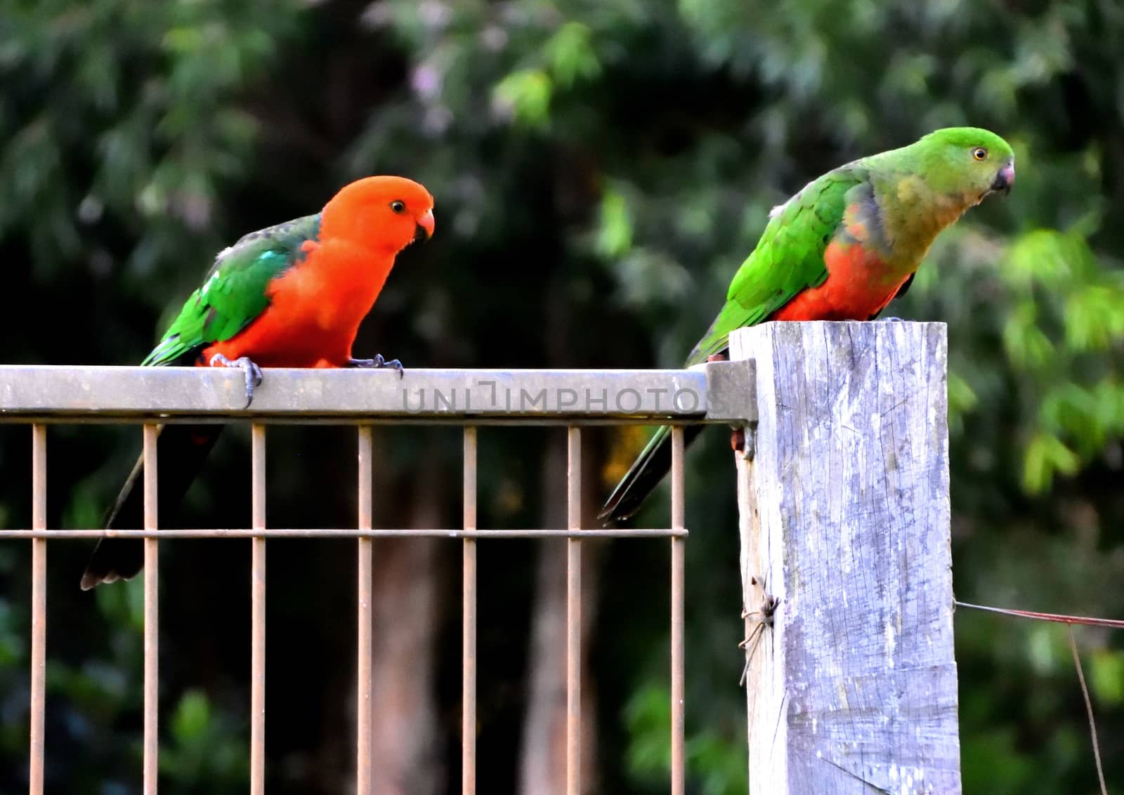 Two king parrots flirting with each other on a fence