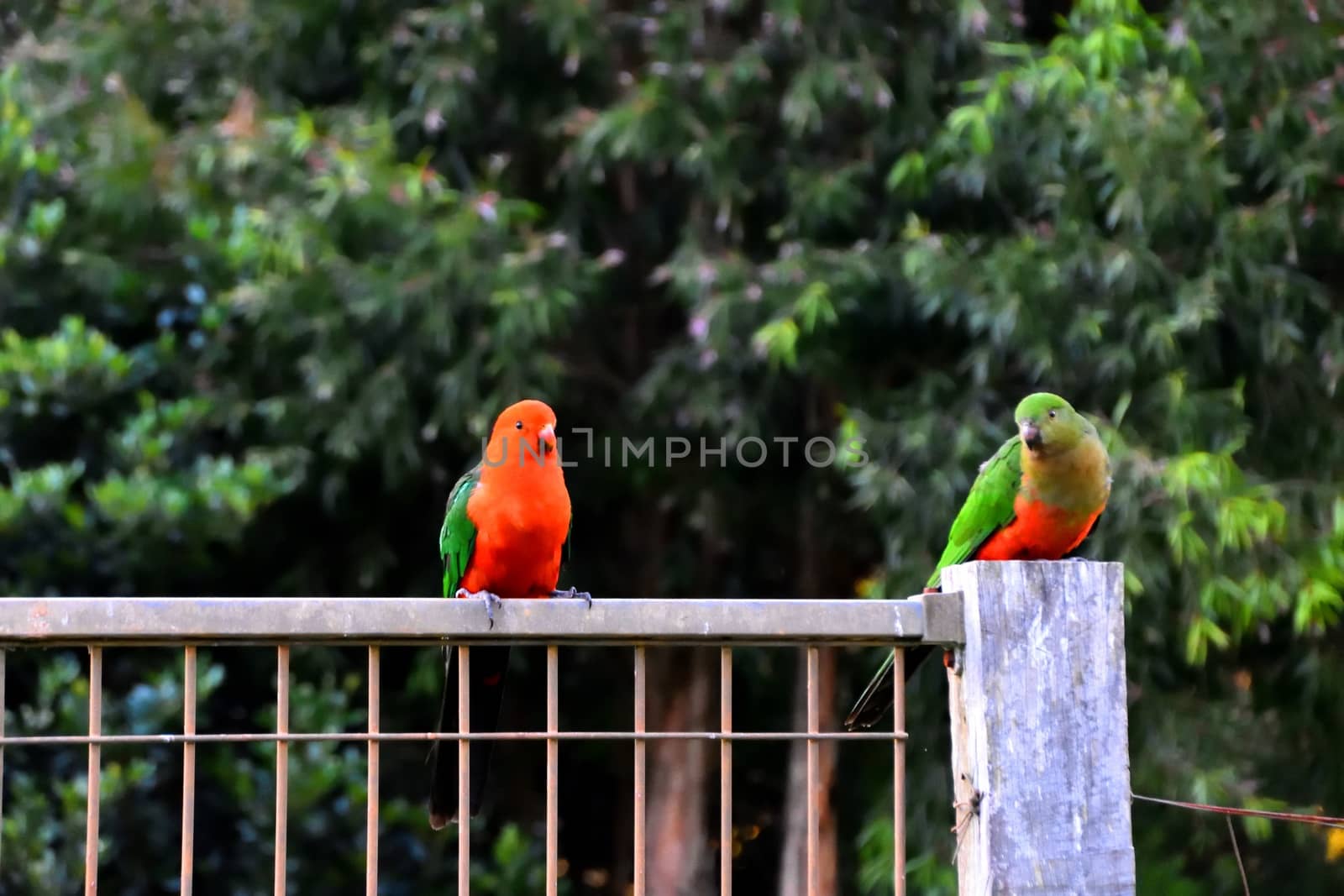 Two king parrots flirting with each other on a fence
