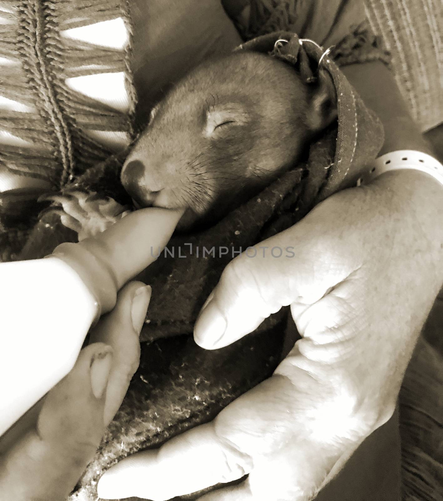 A five month old baby wombat being bottle fed by her foster mum