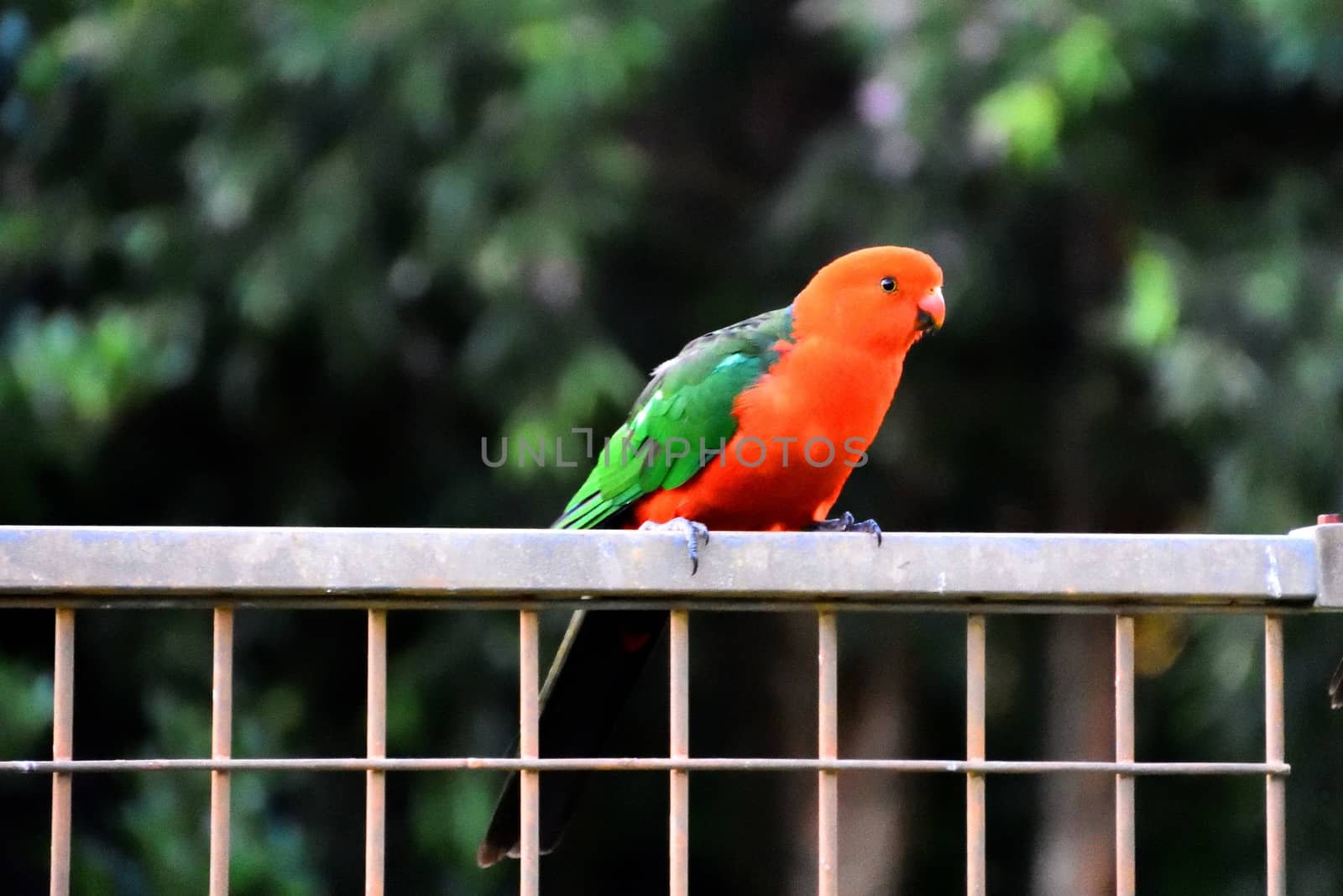 A male king parrot sitting on a fence in the rain