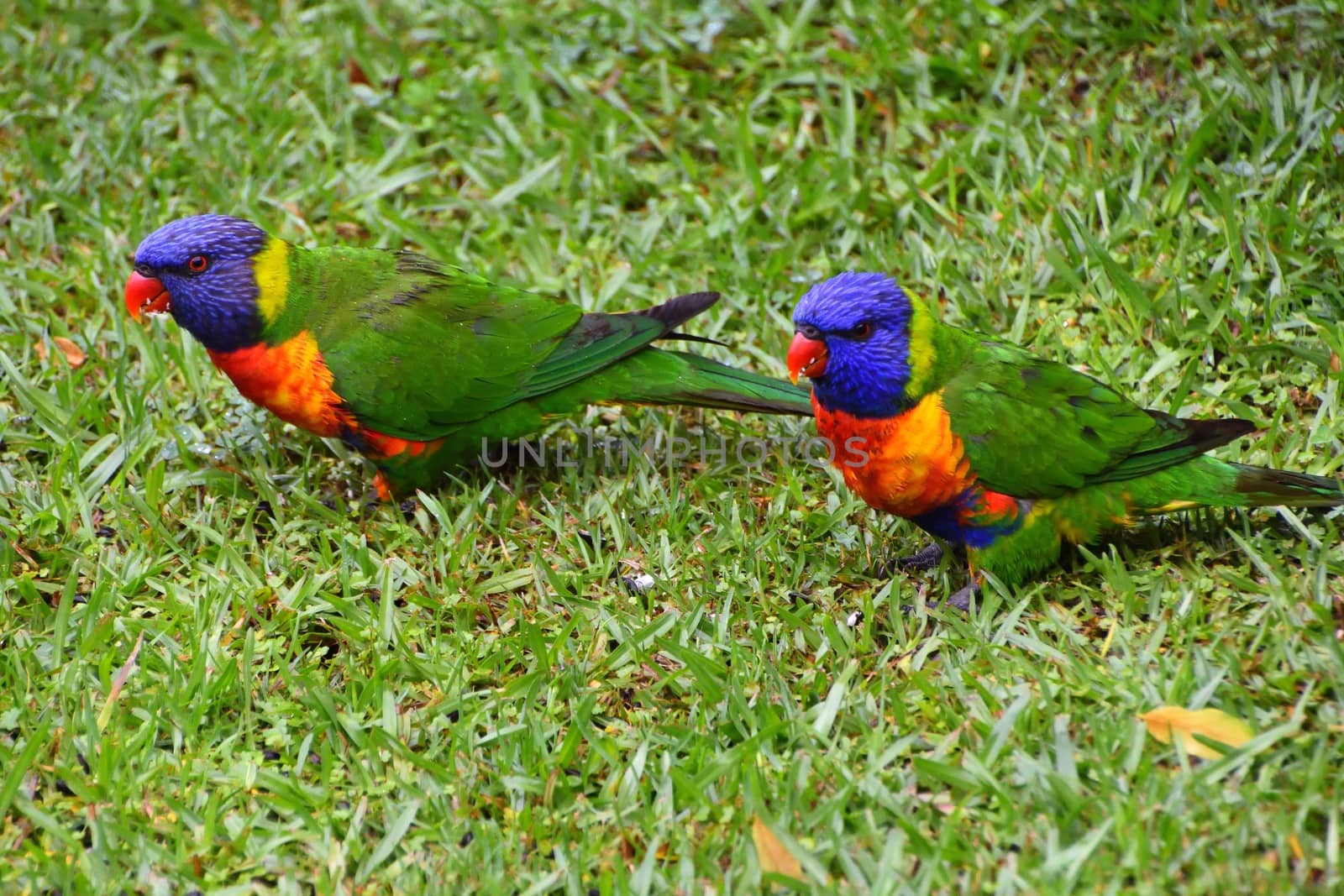 Two Rainbow Lorikeets eating seeds in the grass