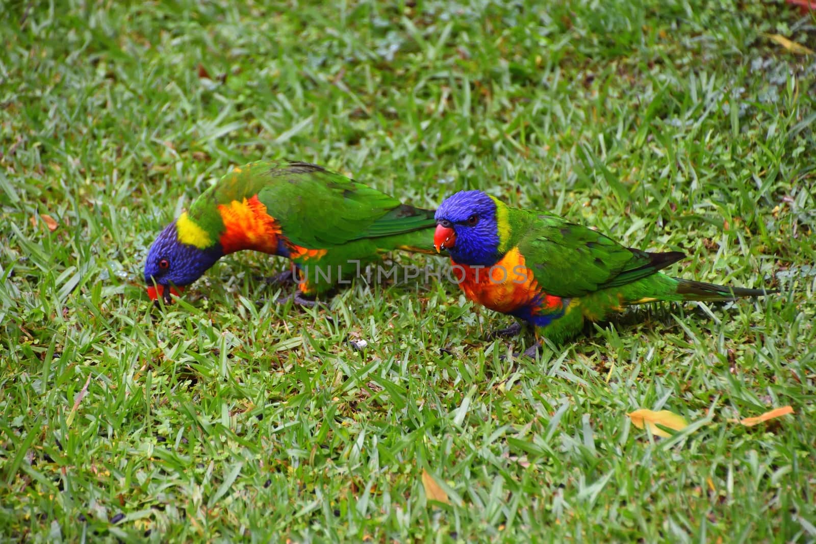 Two Rainbow Lorikeets eating seeds in the grass